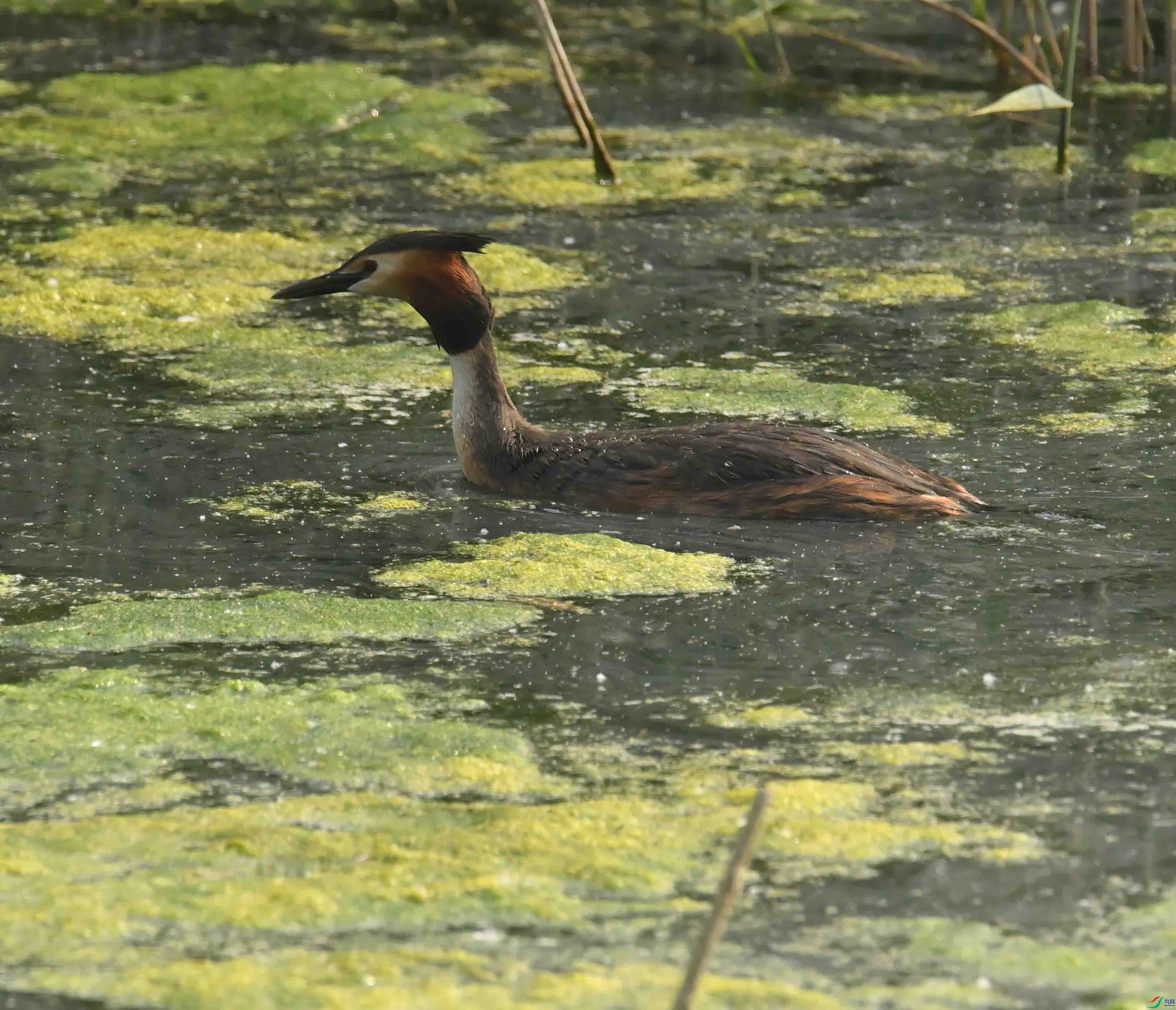 DSC_6105.JPG