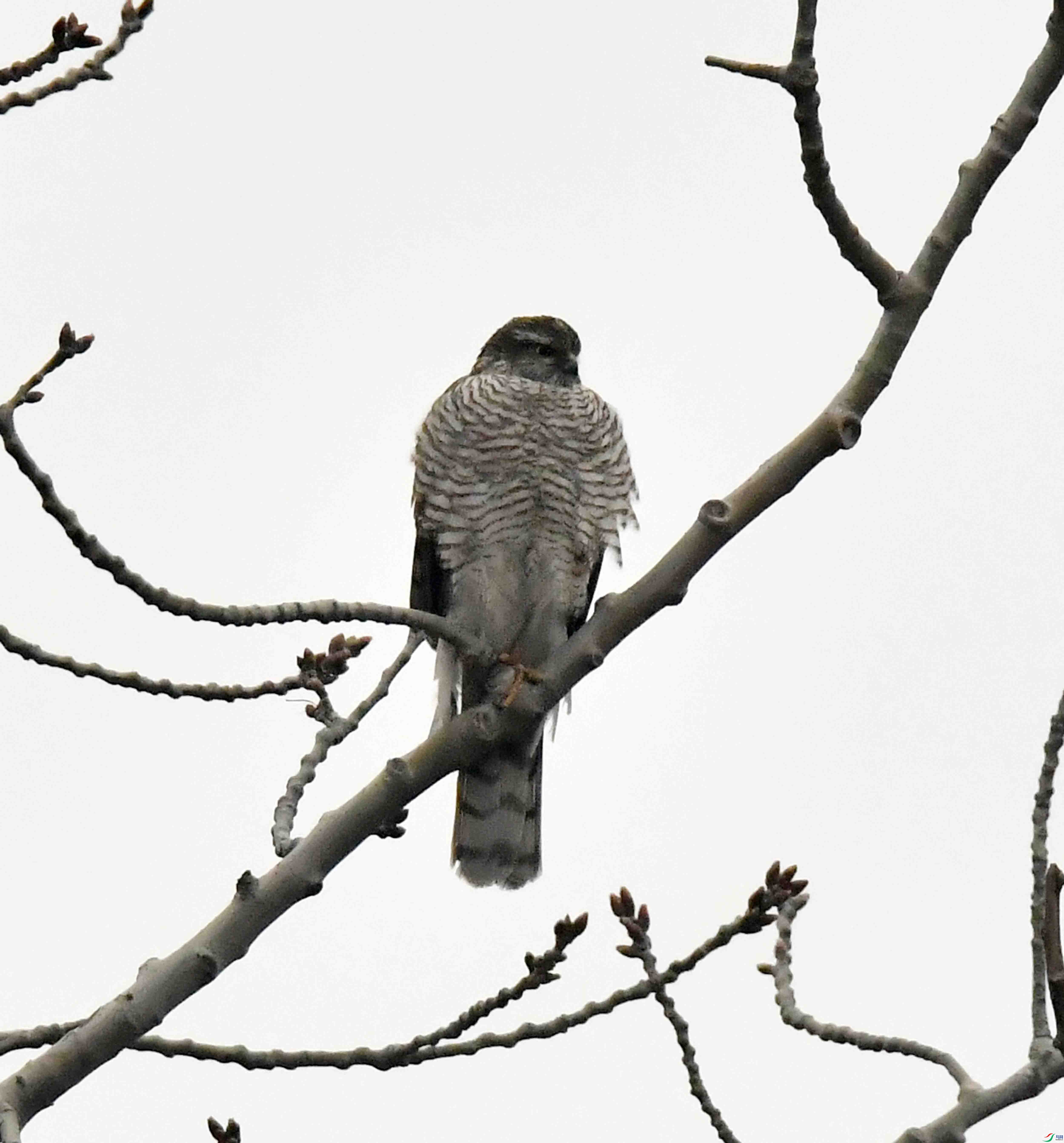 DSC_1824.JPG