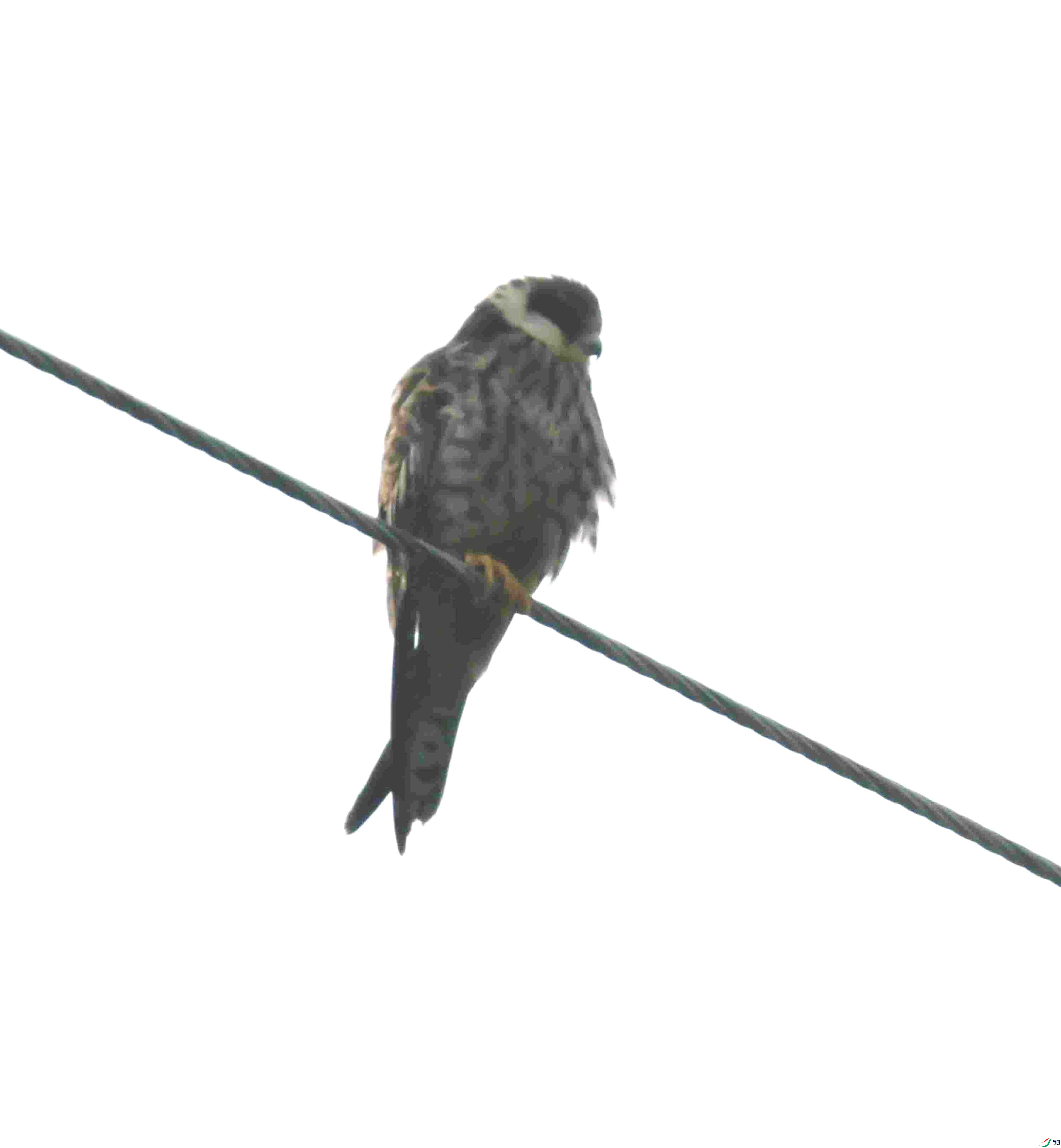 DSC_2239.JPG