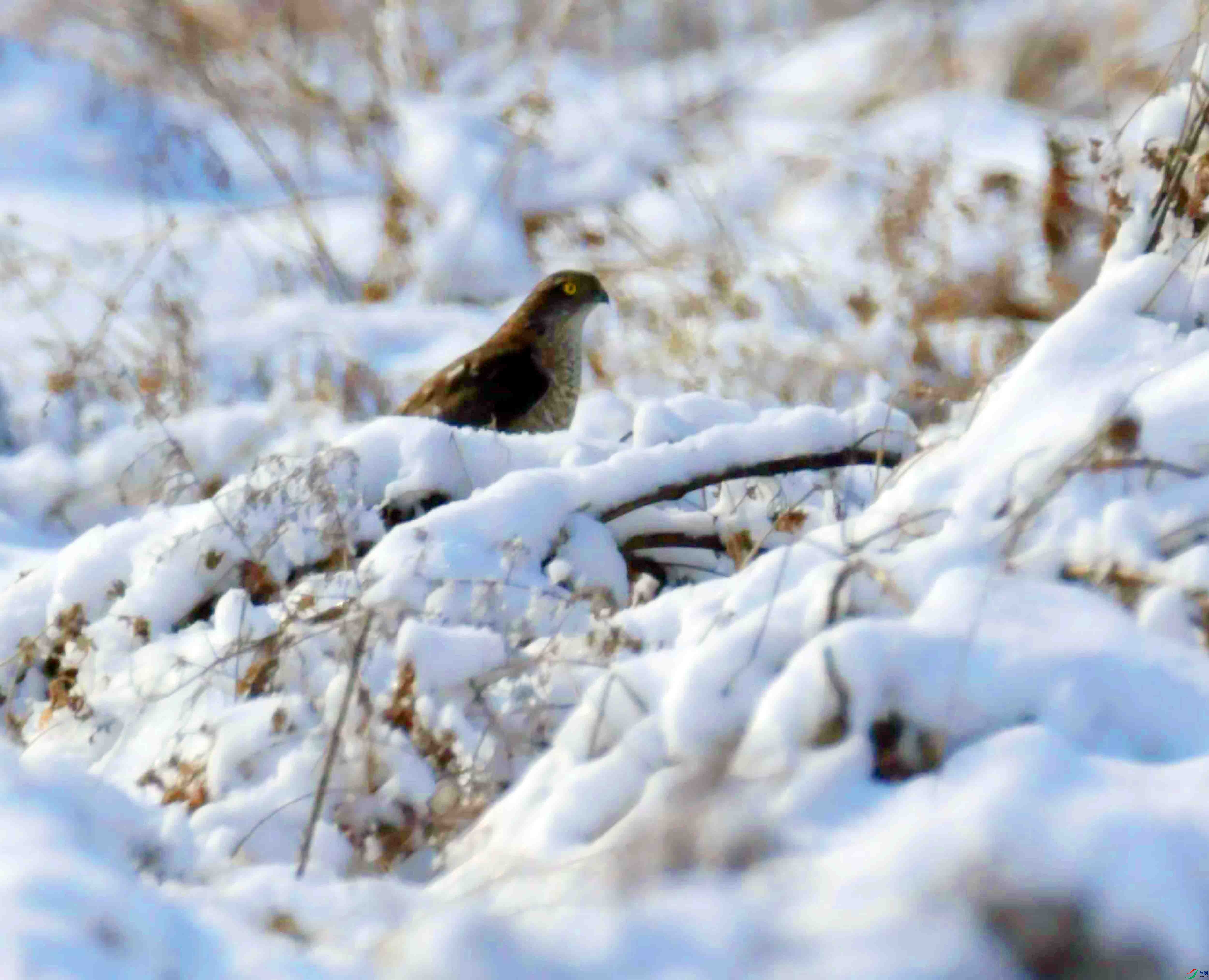 DSC_2556.JPG