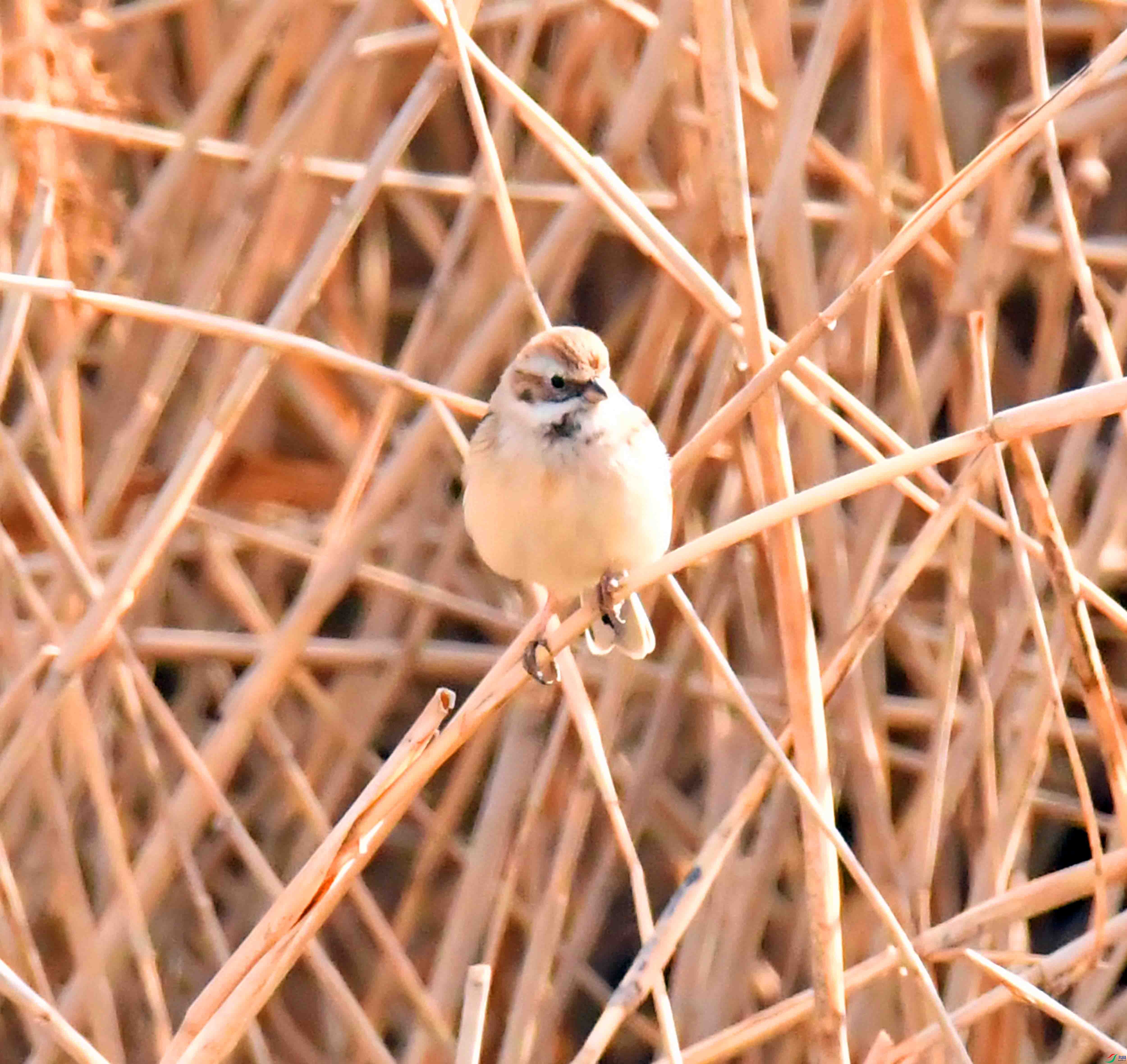 DSC_1655.JPG