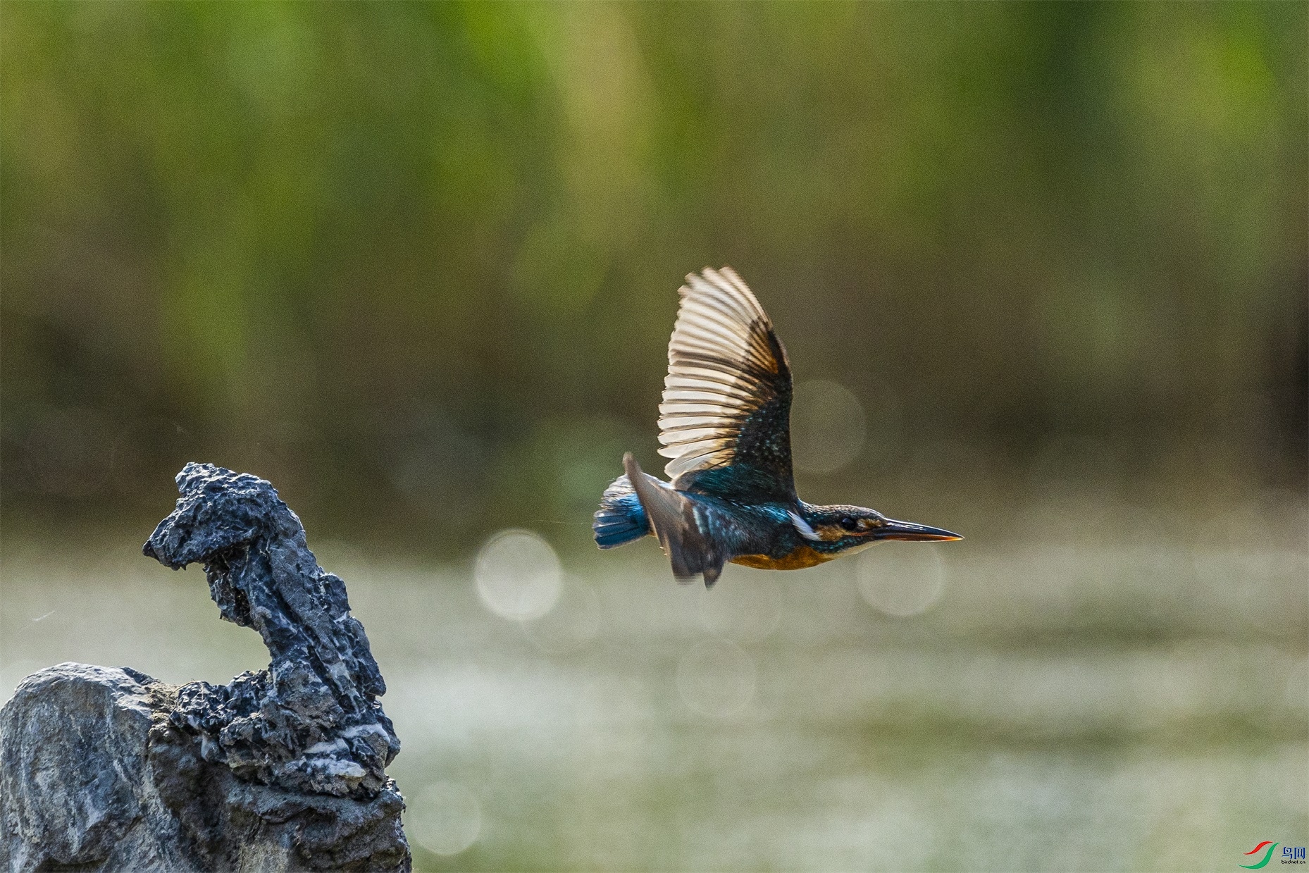 1K3A8052 ����1.jpg