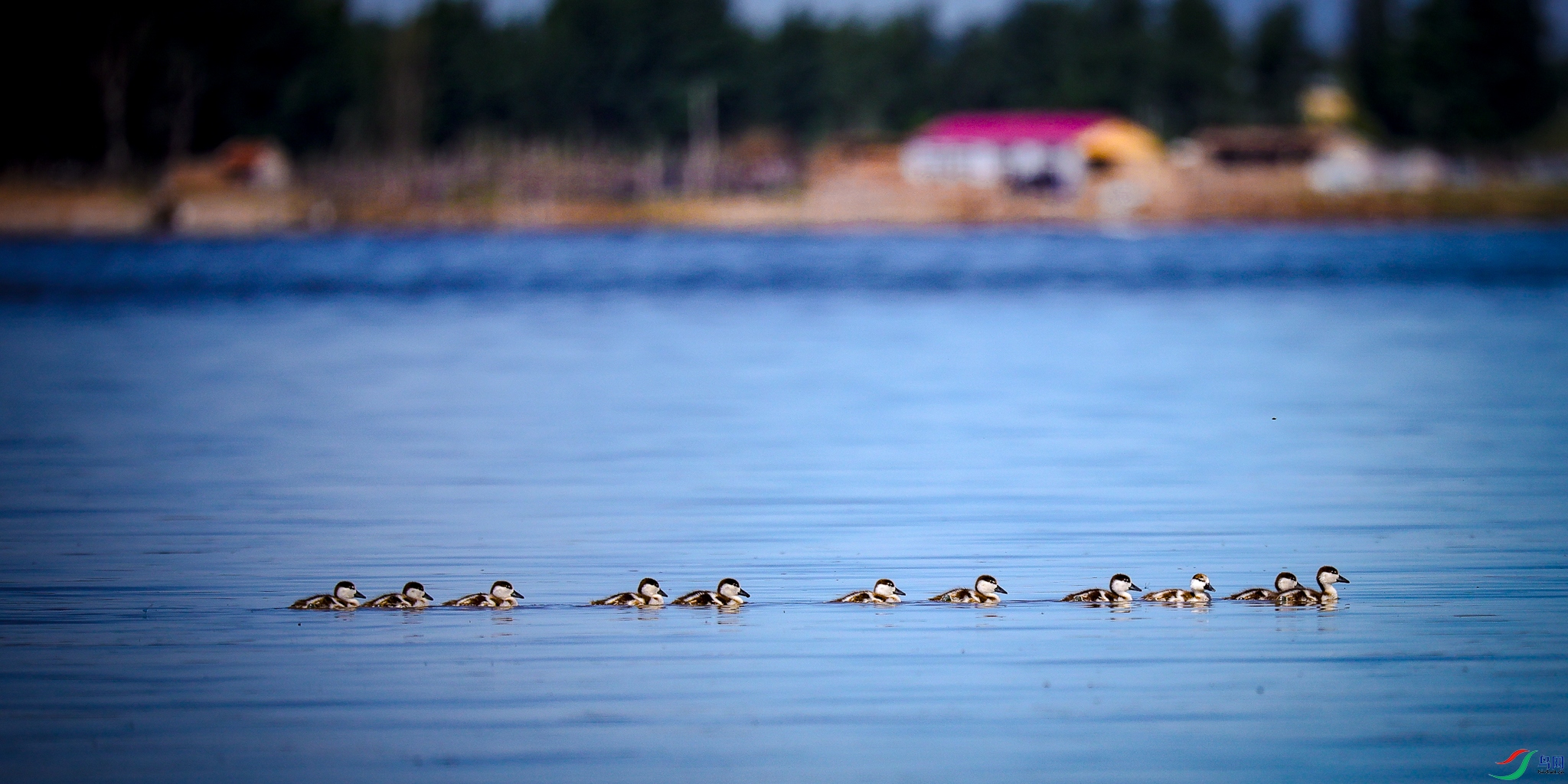 ���޳���