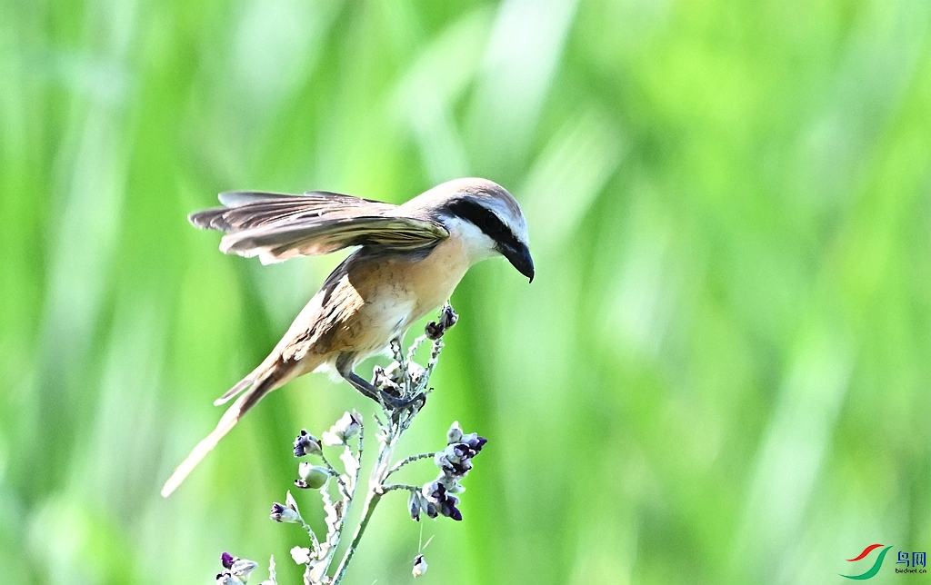 DSC_0630.JPG