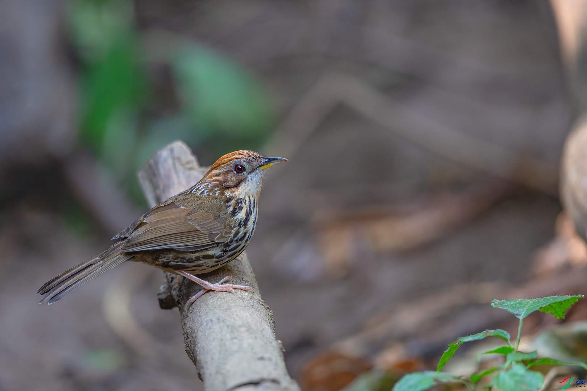 a_72114-1.jpg