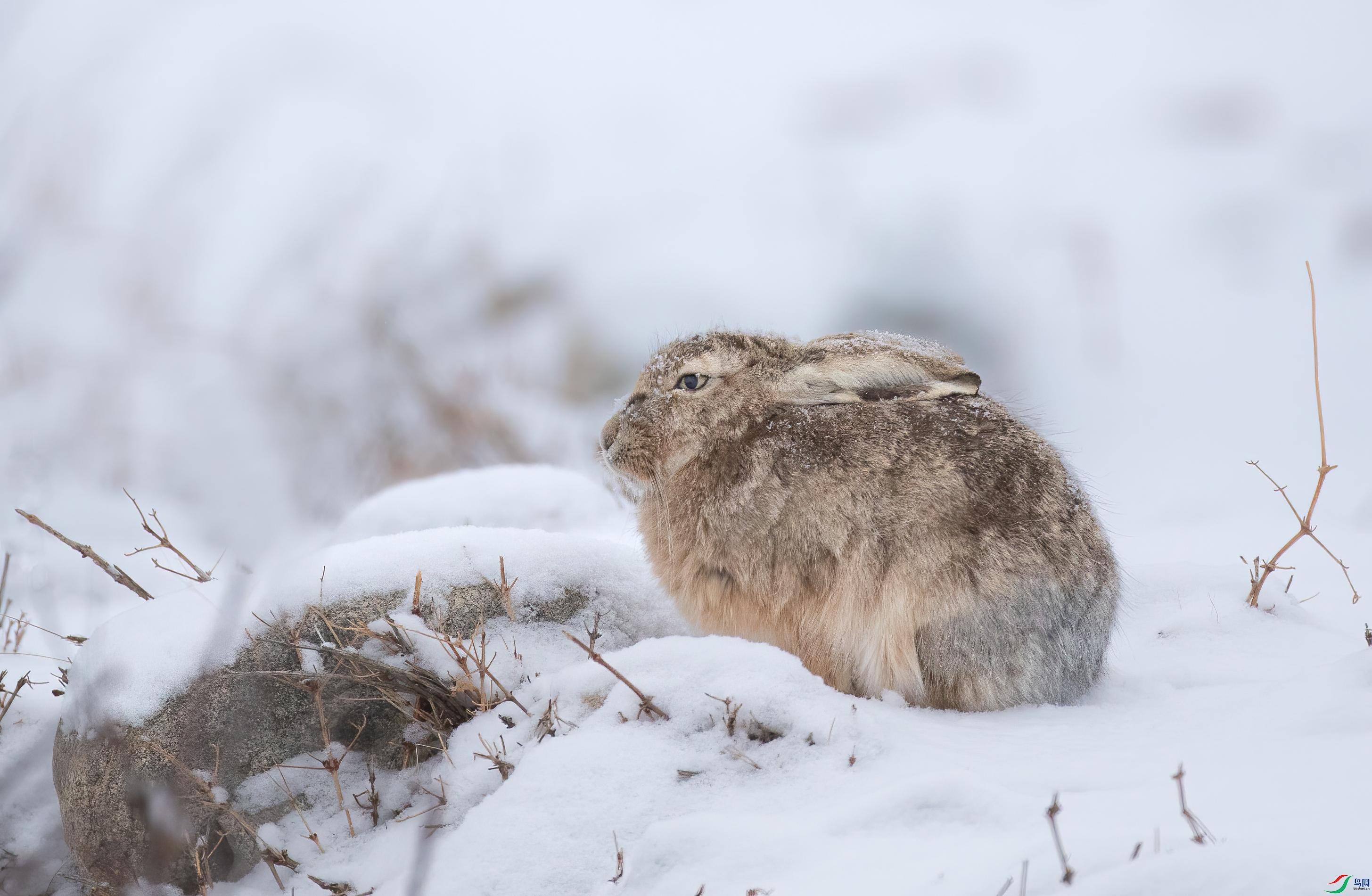 3S5A2871 ����.jpg