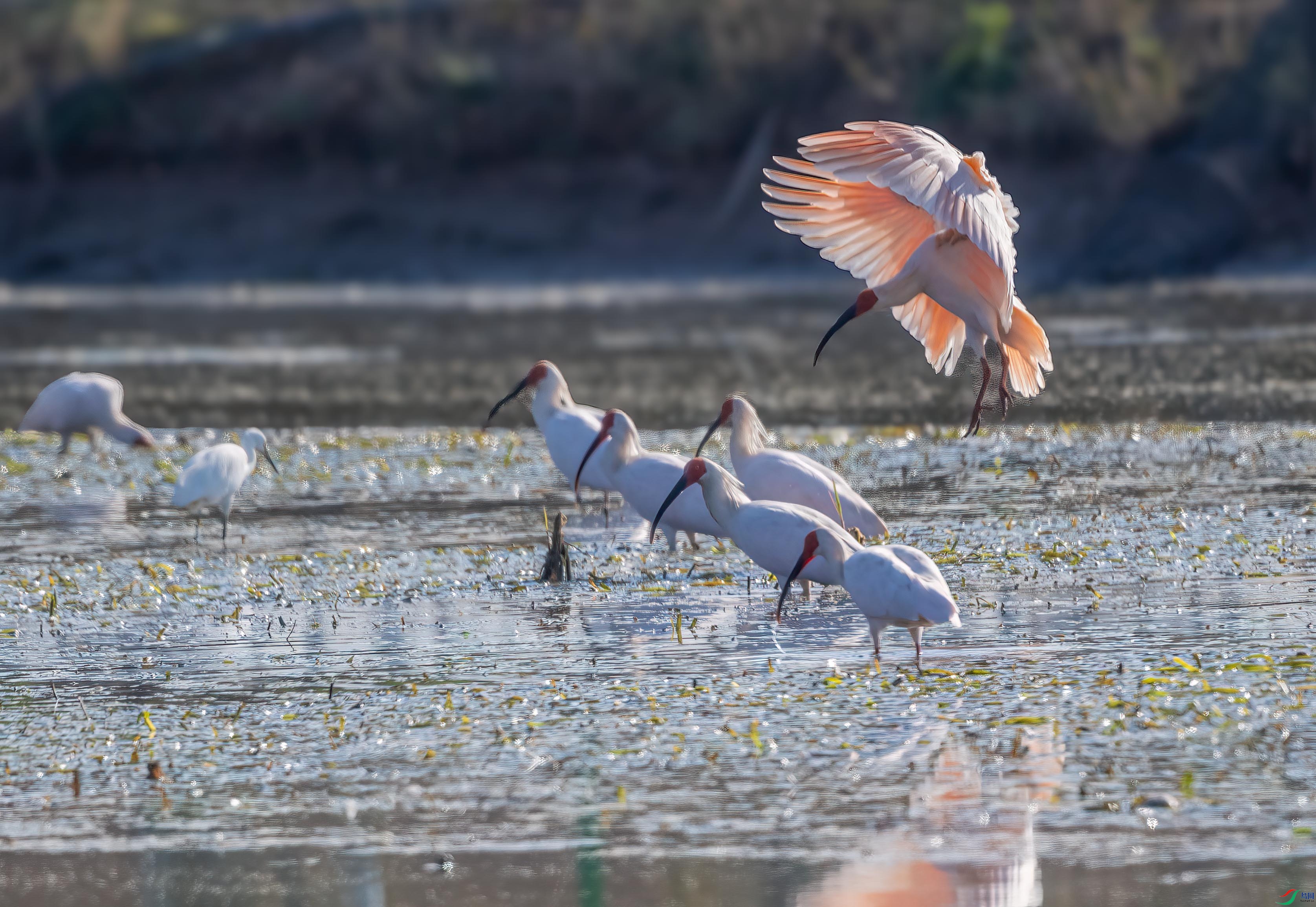 DSC_6312 ����.jpg