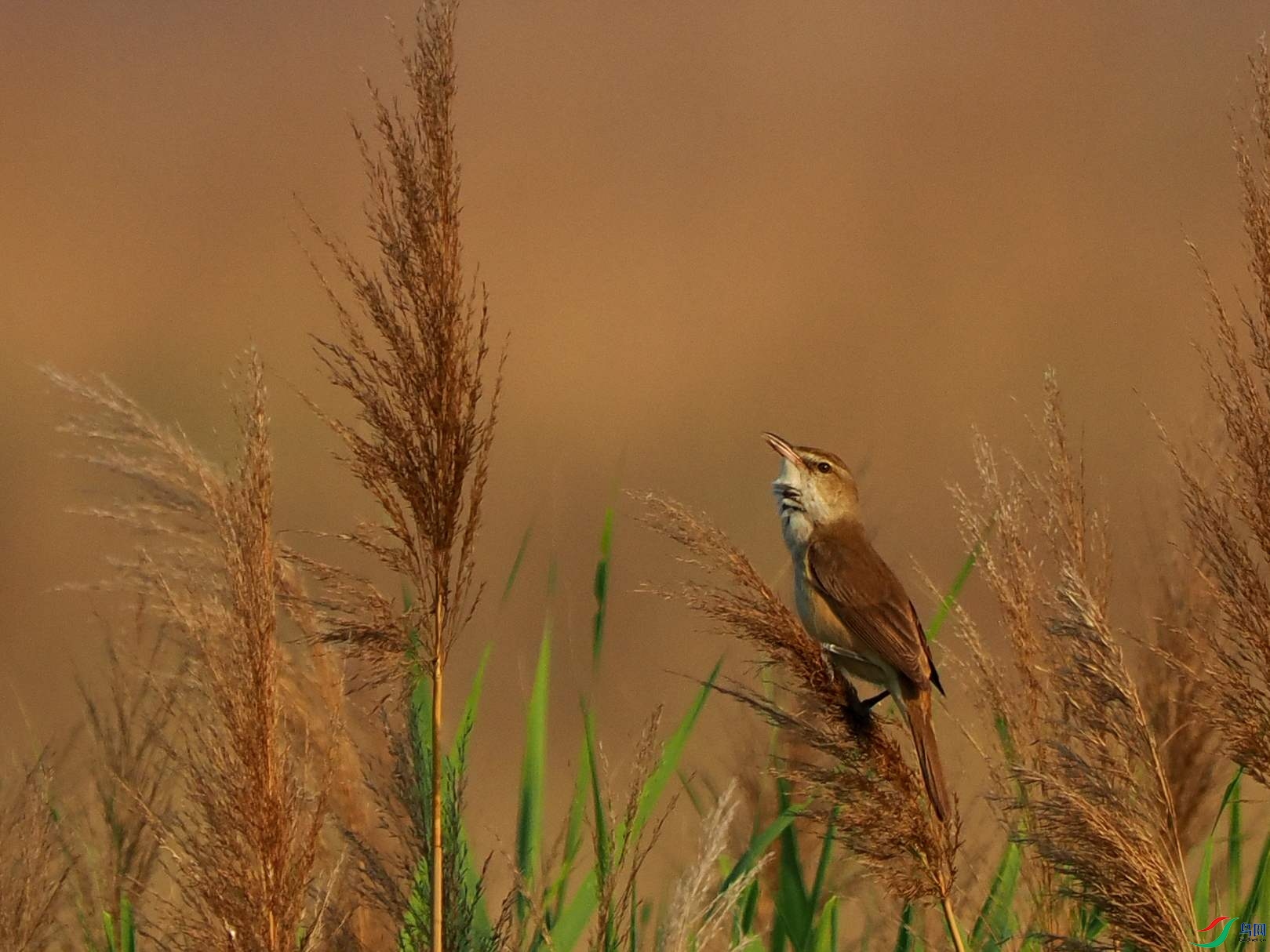 ���У�һֻ�������µ�С��ִ�ŵ�����֧«έ�Ķ����Ϻ�����