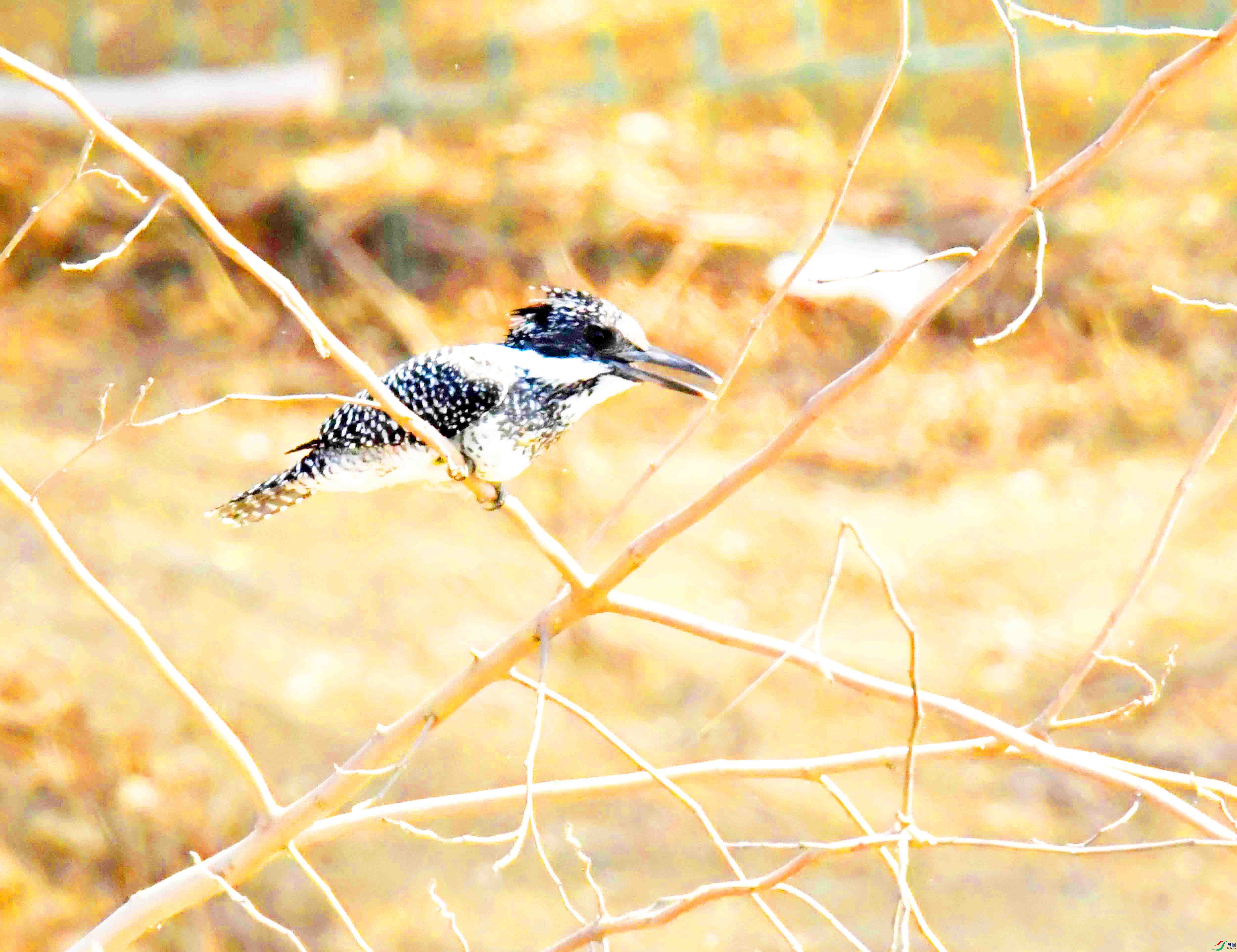 DSC_2063.JPG