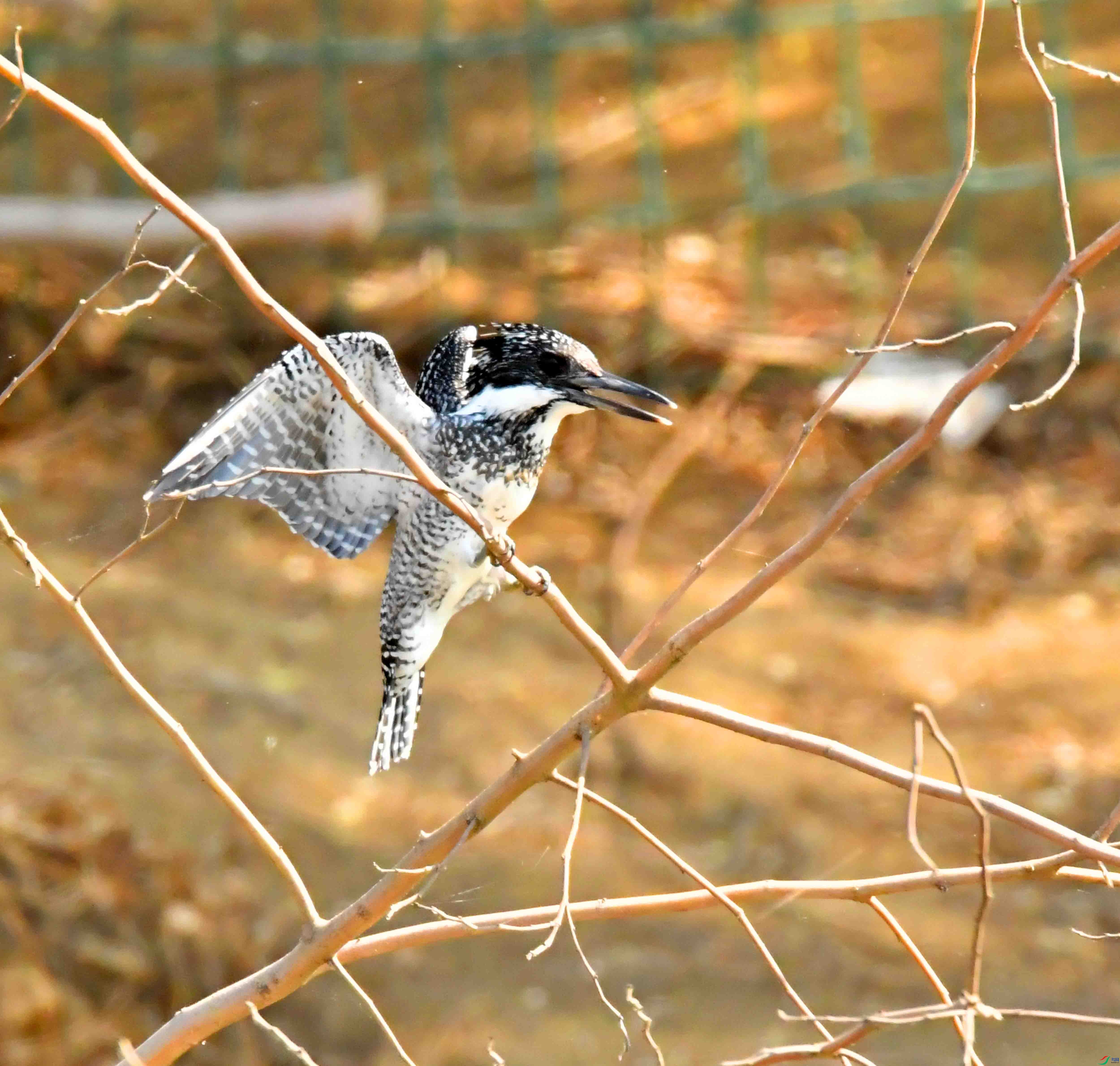 DSC_2062.JPG