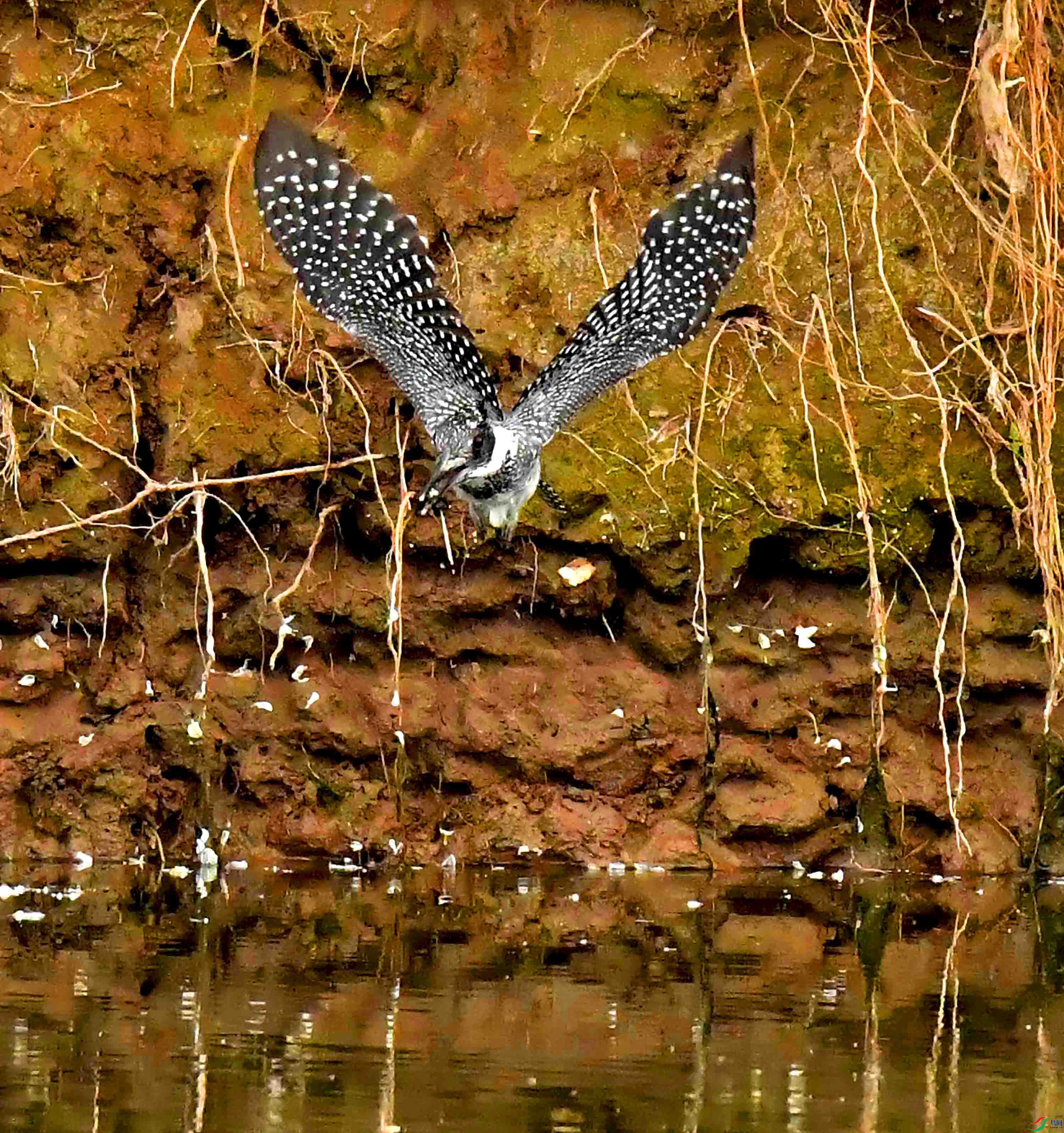 DSC_2620.JPG