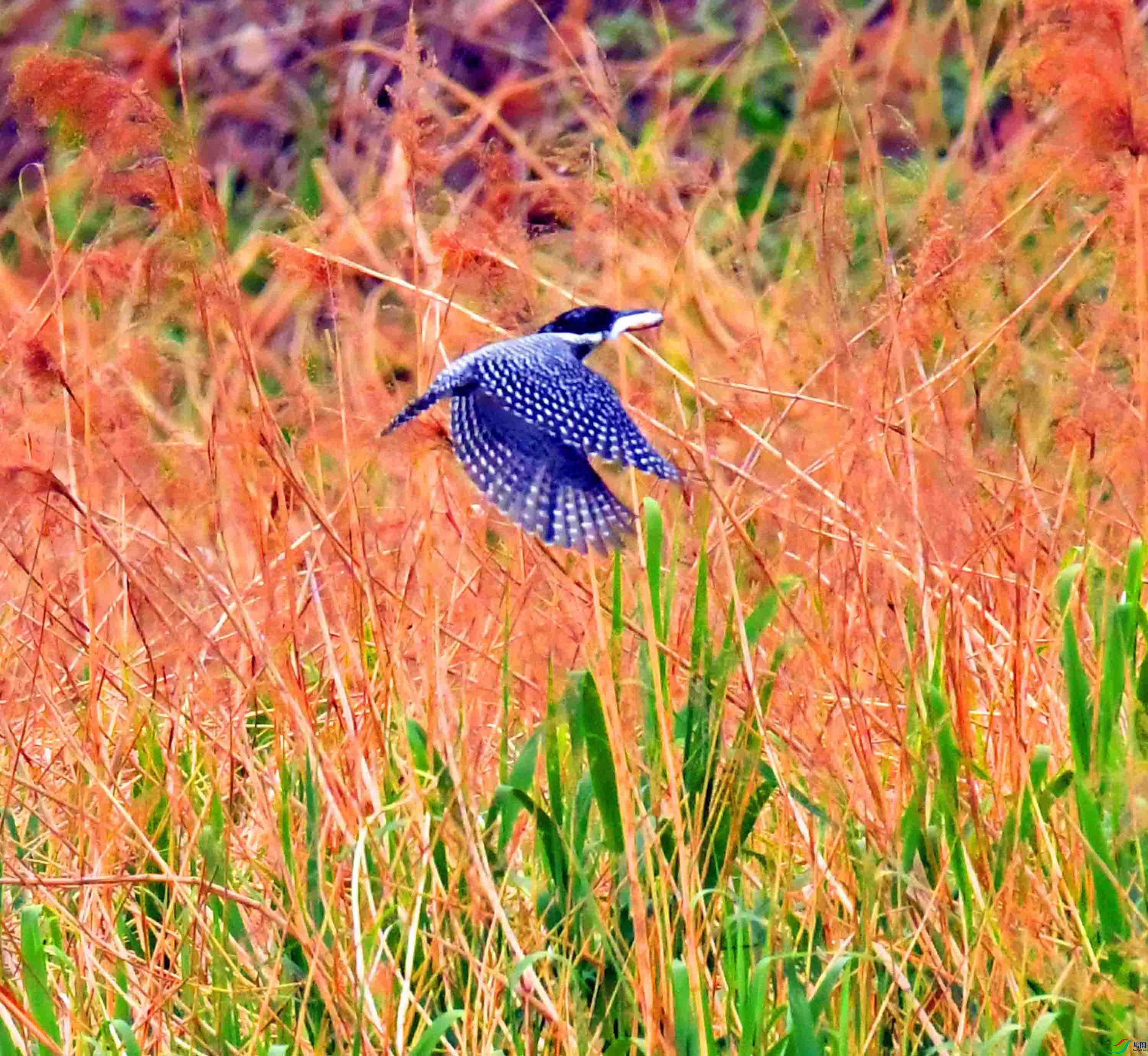 DSC_3126.JPG