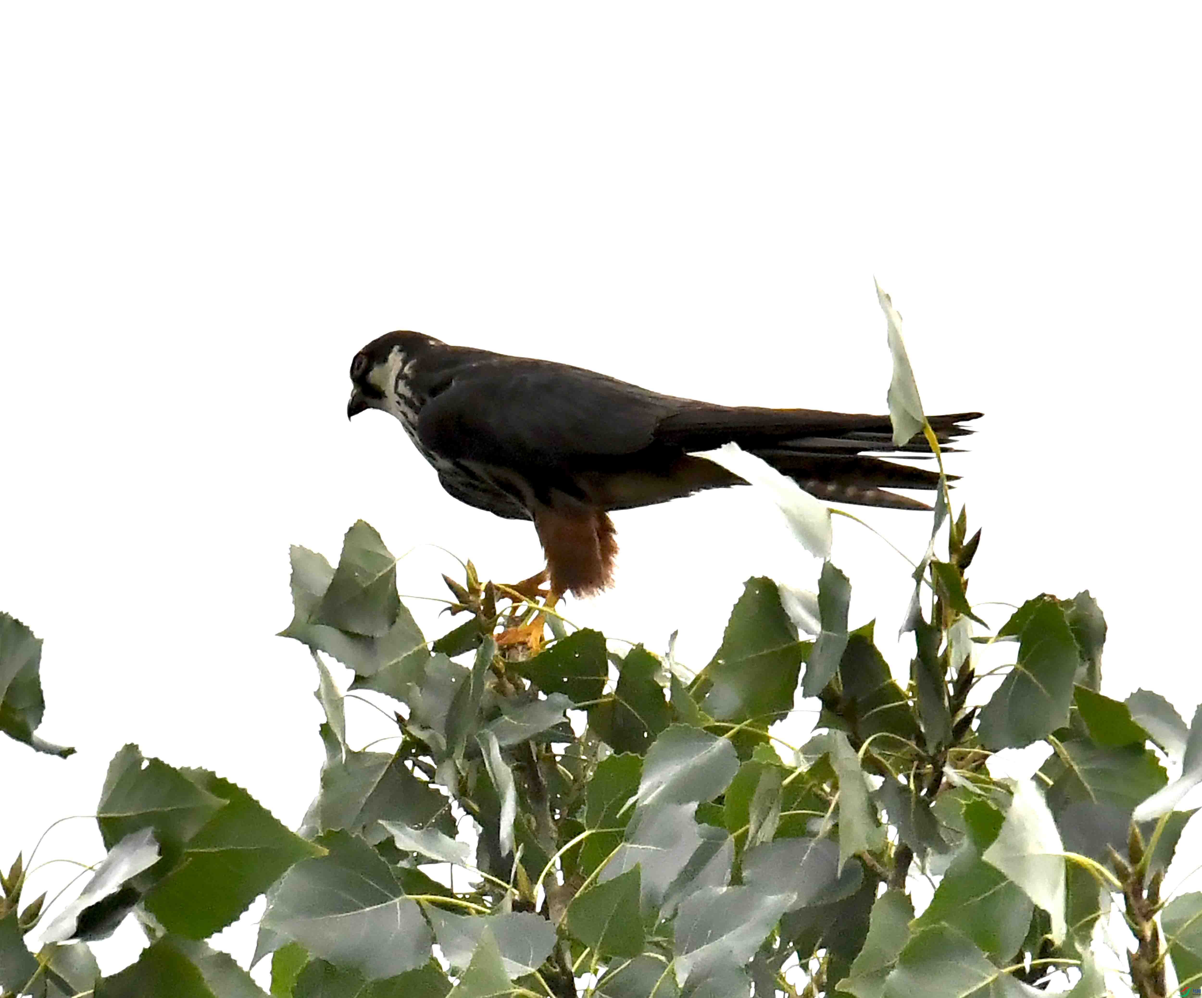 DSC_5299.JPG