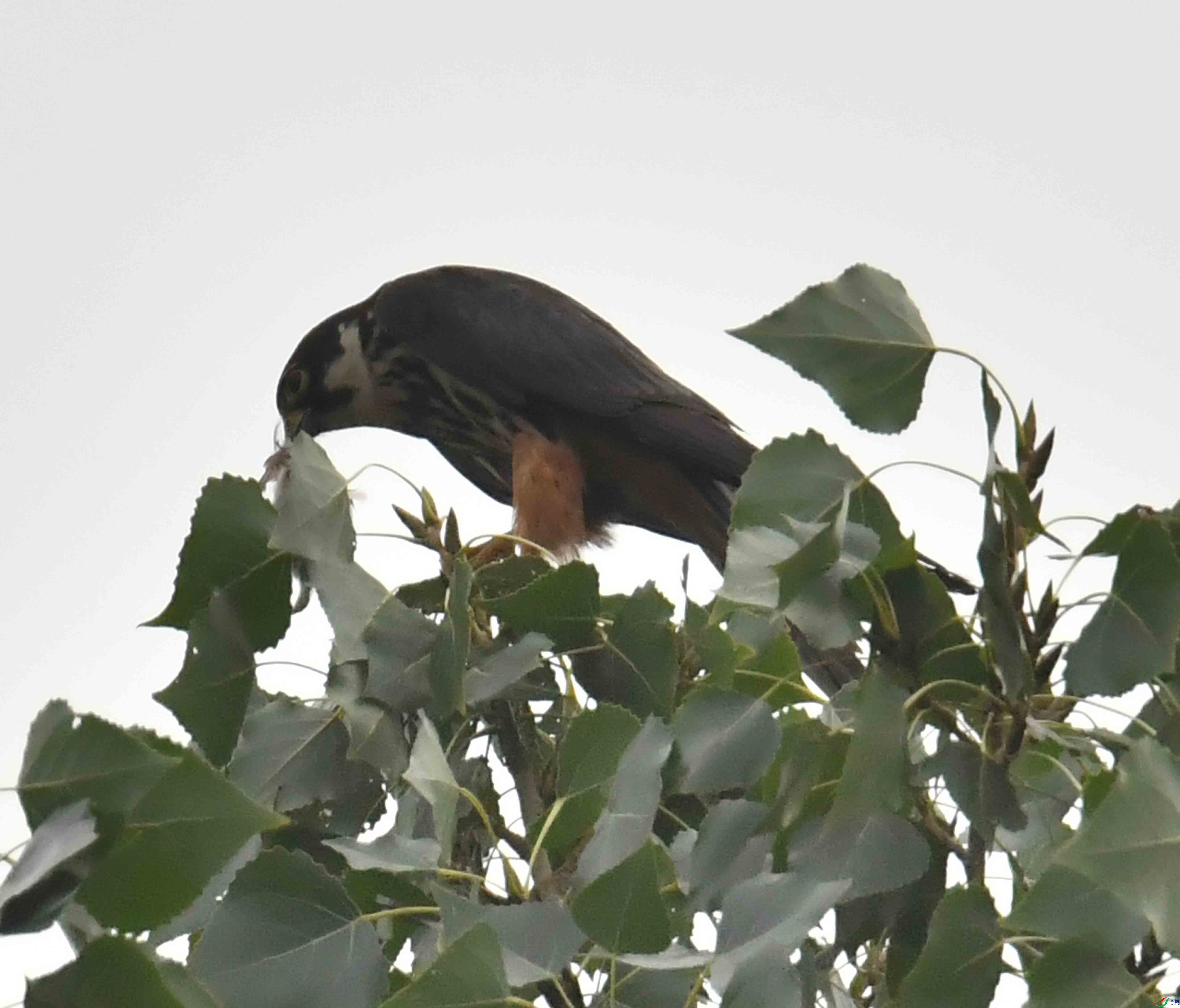 DSC_5341.JPG