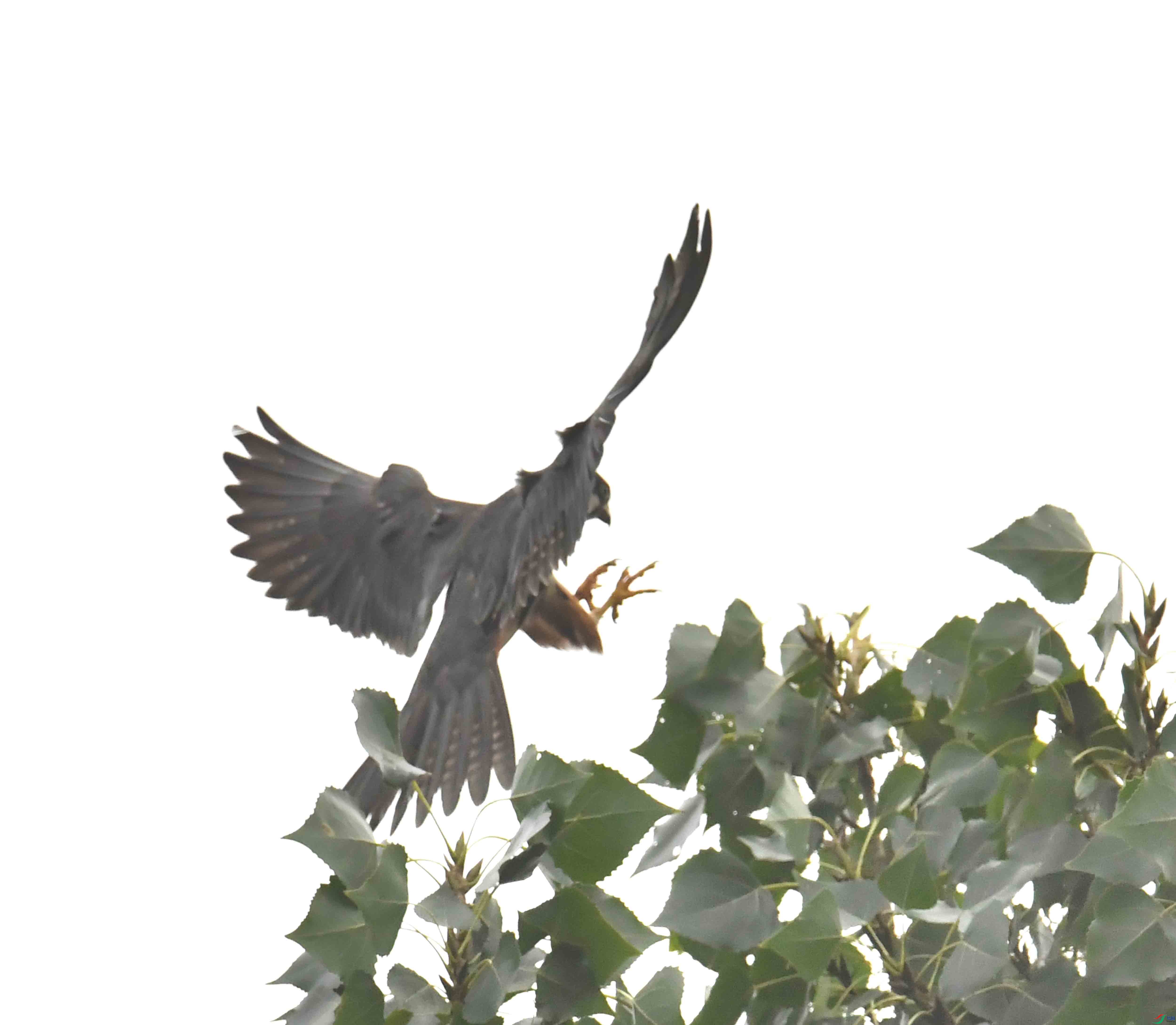 DSC_5386.JPG