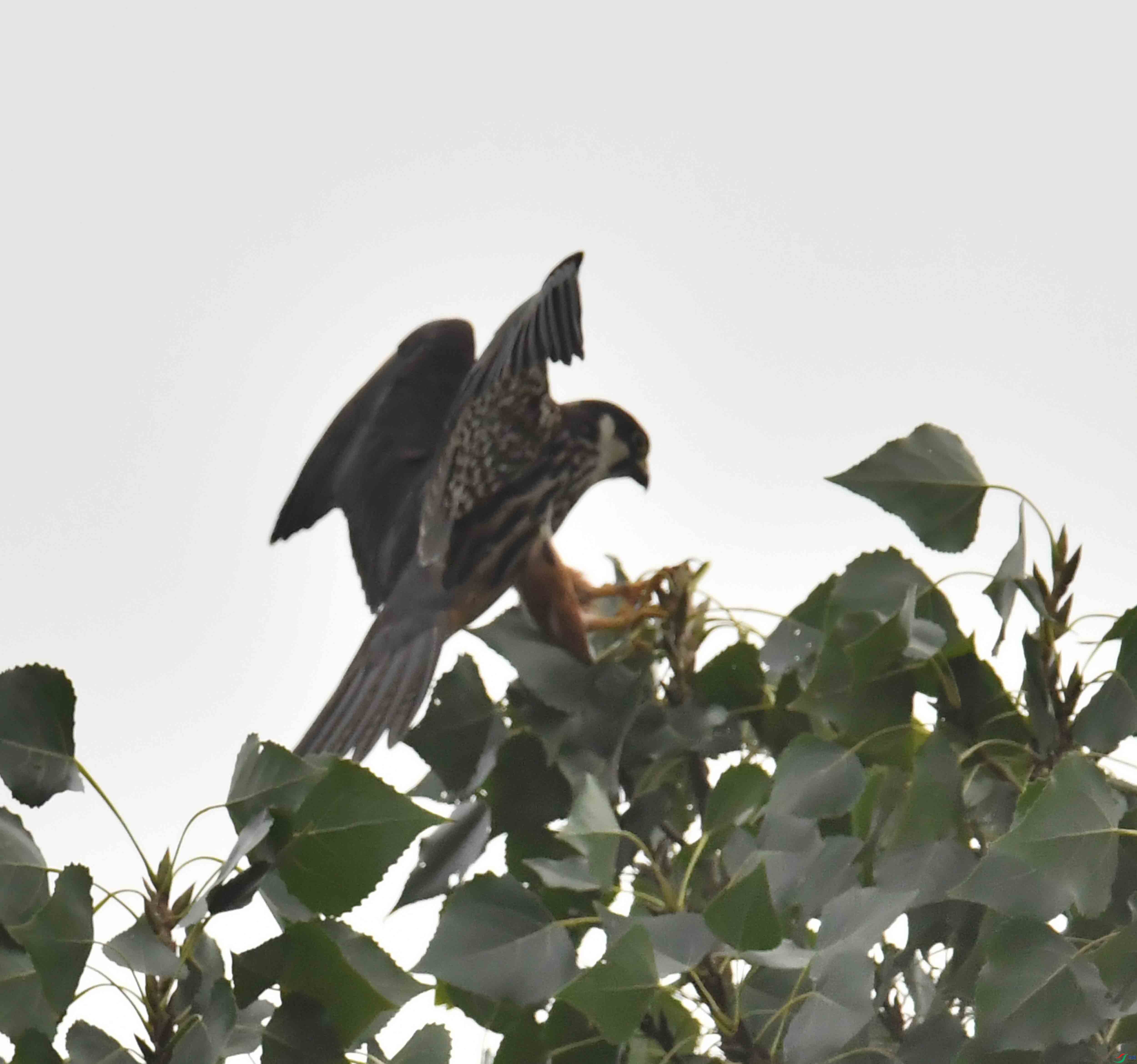 DSC_5387.JPG