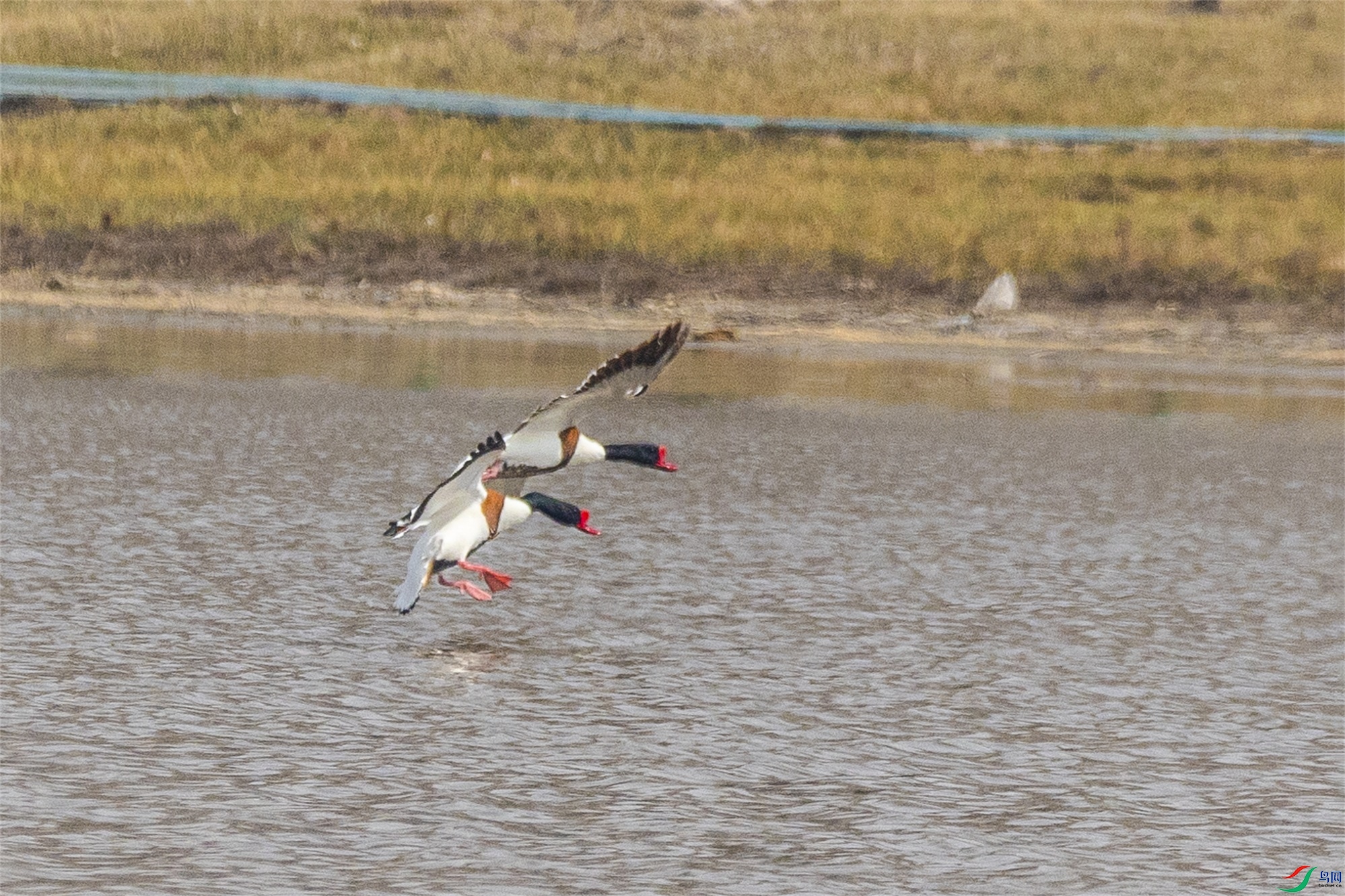 1K3A6464 ����1.jpg