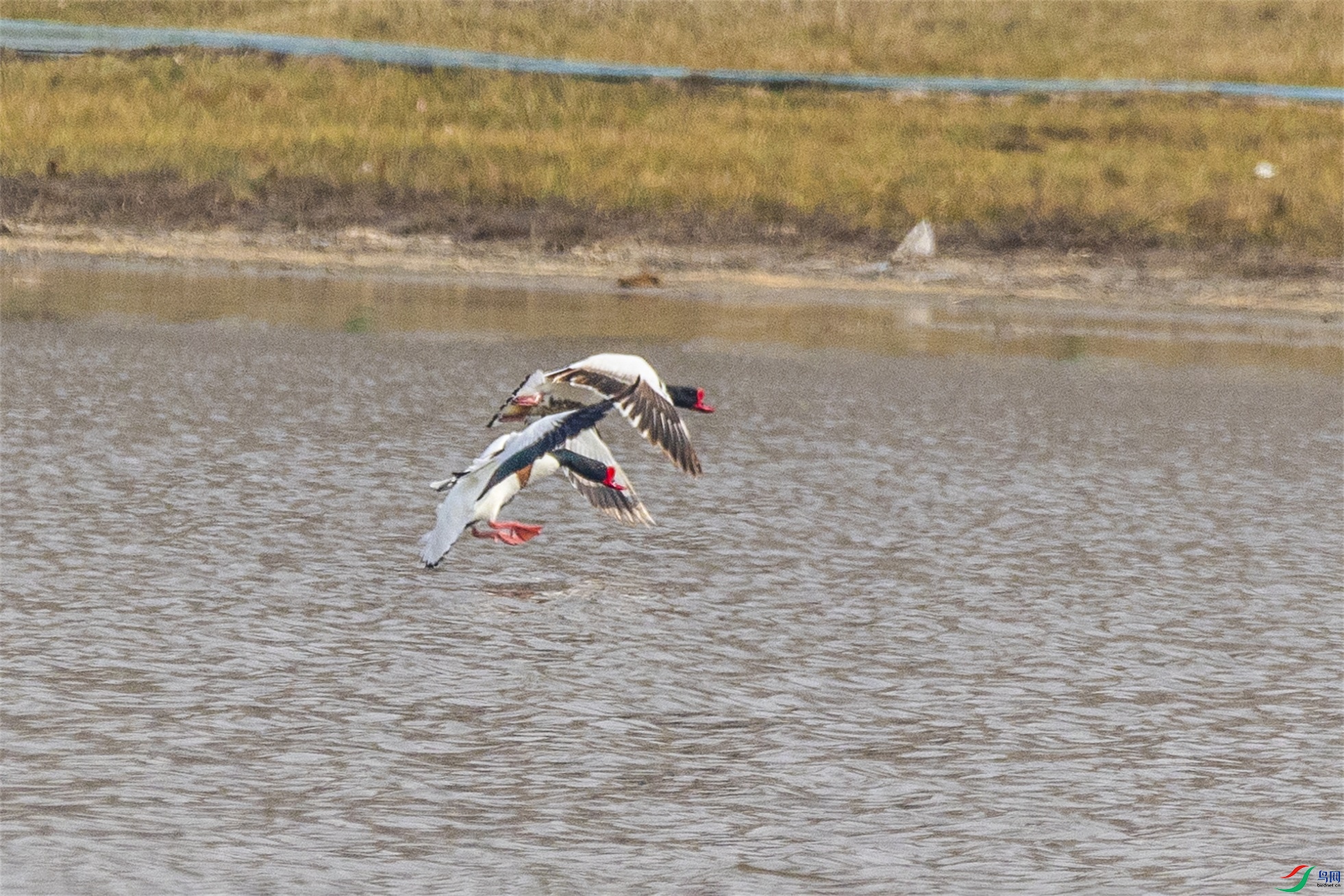 1K3A6465 ����1.jpg