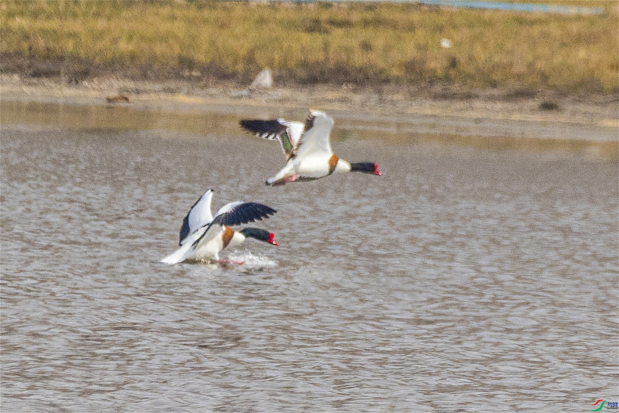 1K3A6469 ����1.jpg