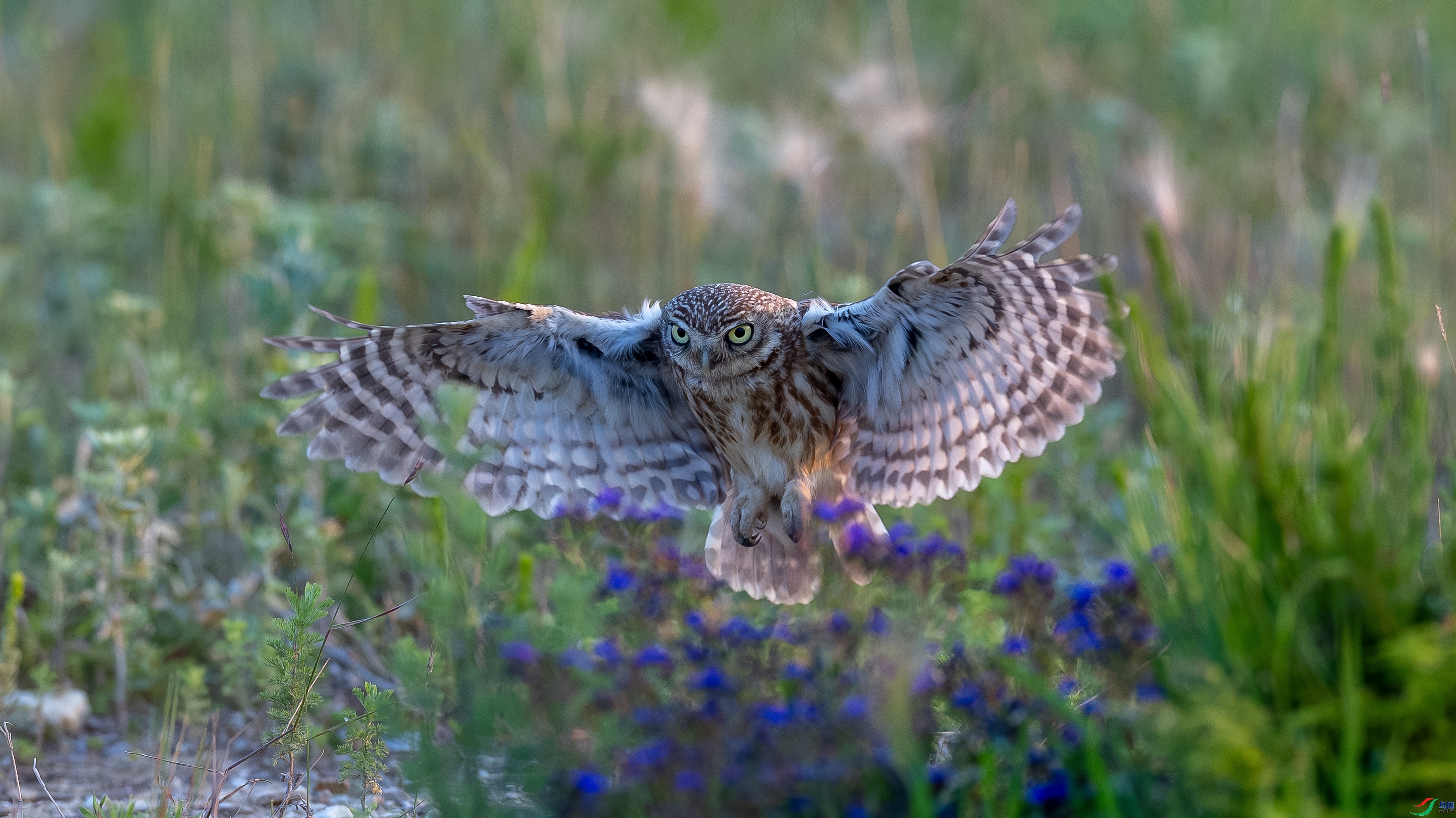 �����е�Сè ���� ɳ���Խ� ����.jpg