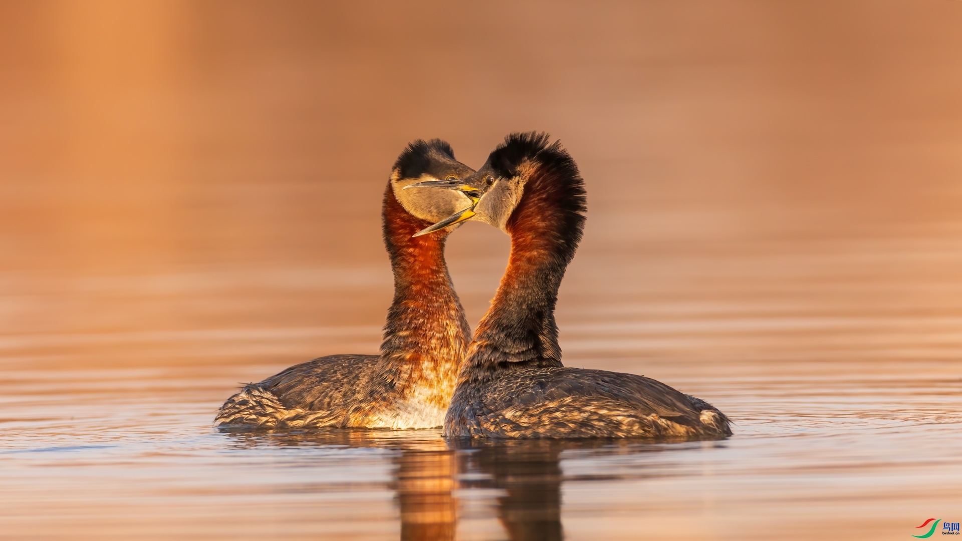 �ྱ������ɽ��  ���� �Ű� ����.jpg