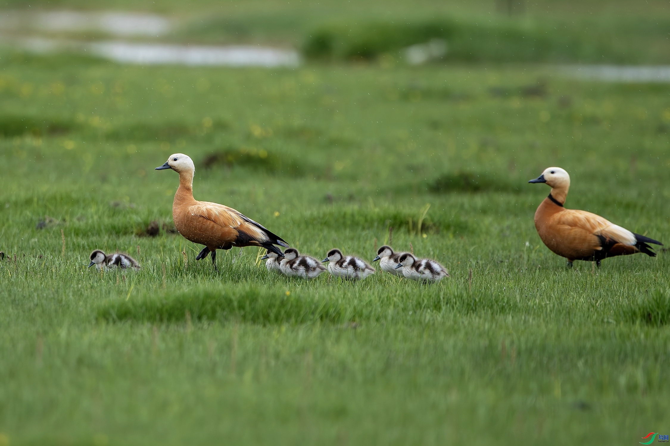 ���� ���� ��ʯ ����.jpg