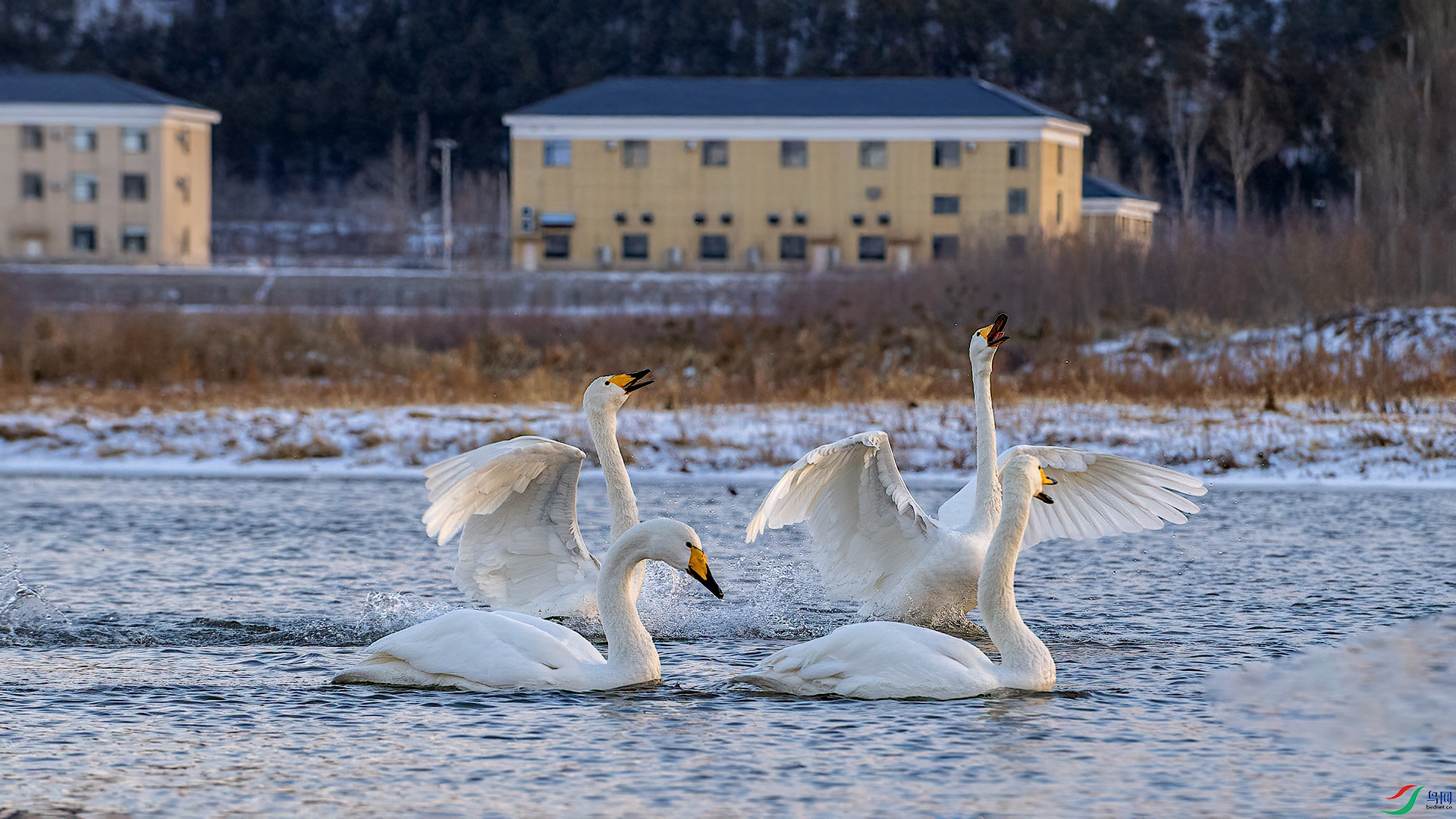 DSC_4n250.jpg
