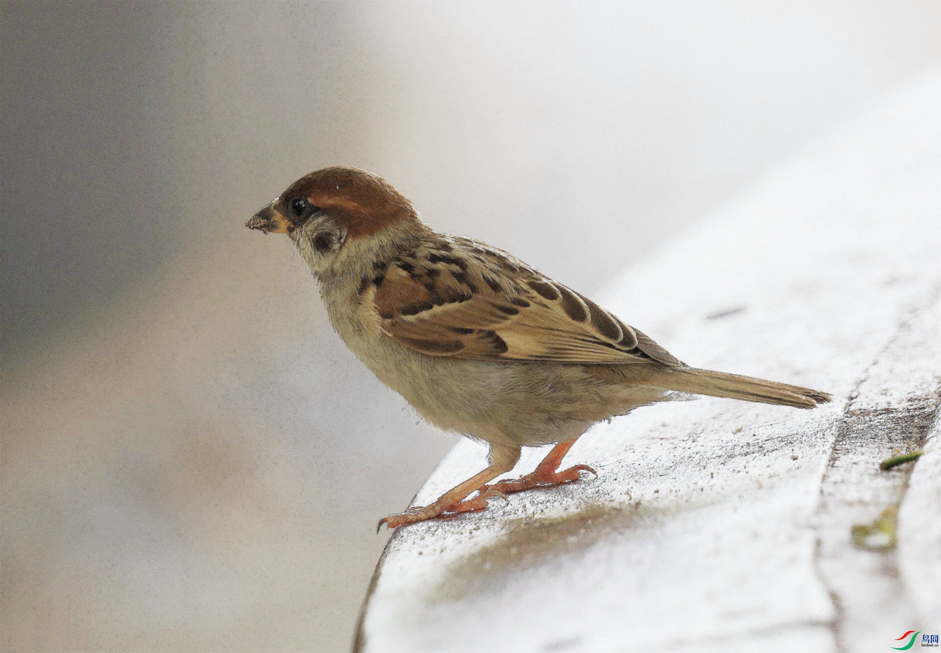 ���о���С��ȸ