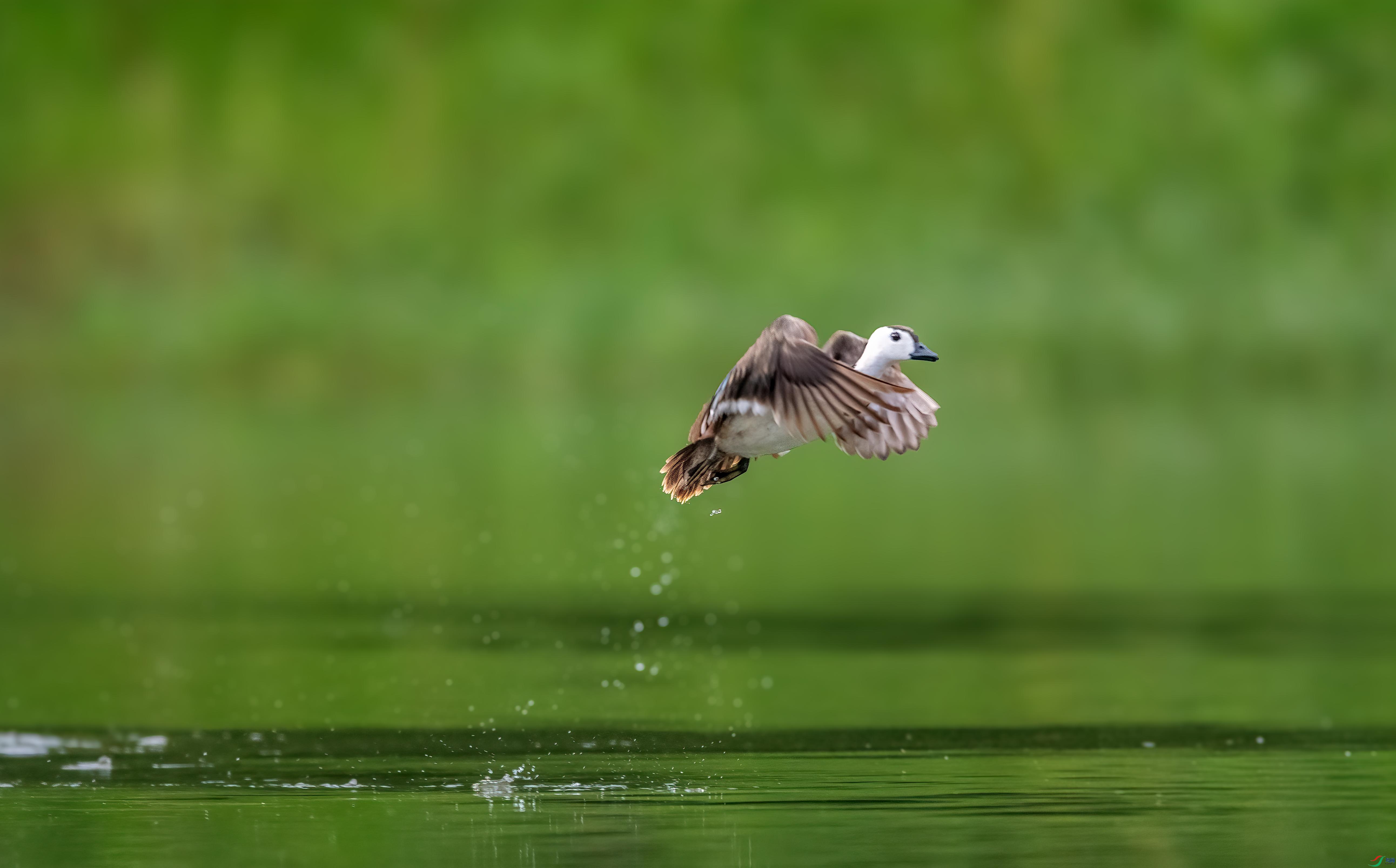 DSC_6320 ����.jpg