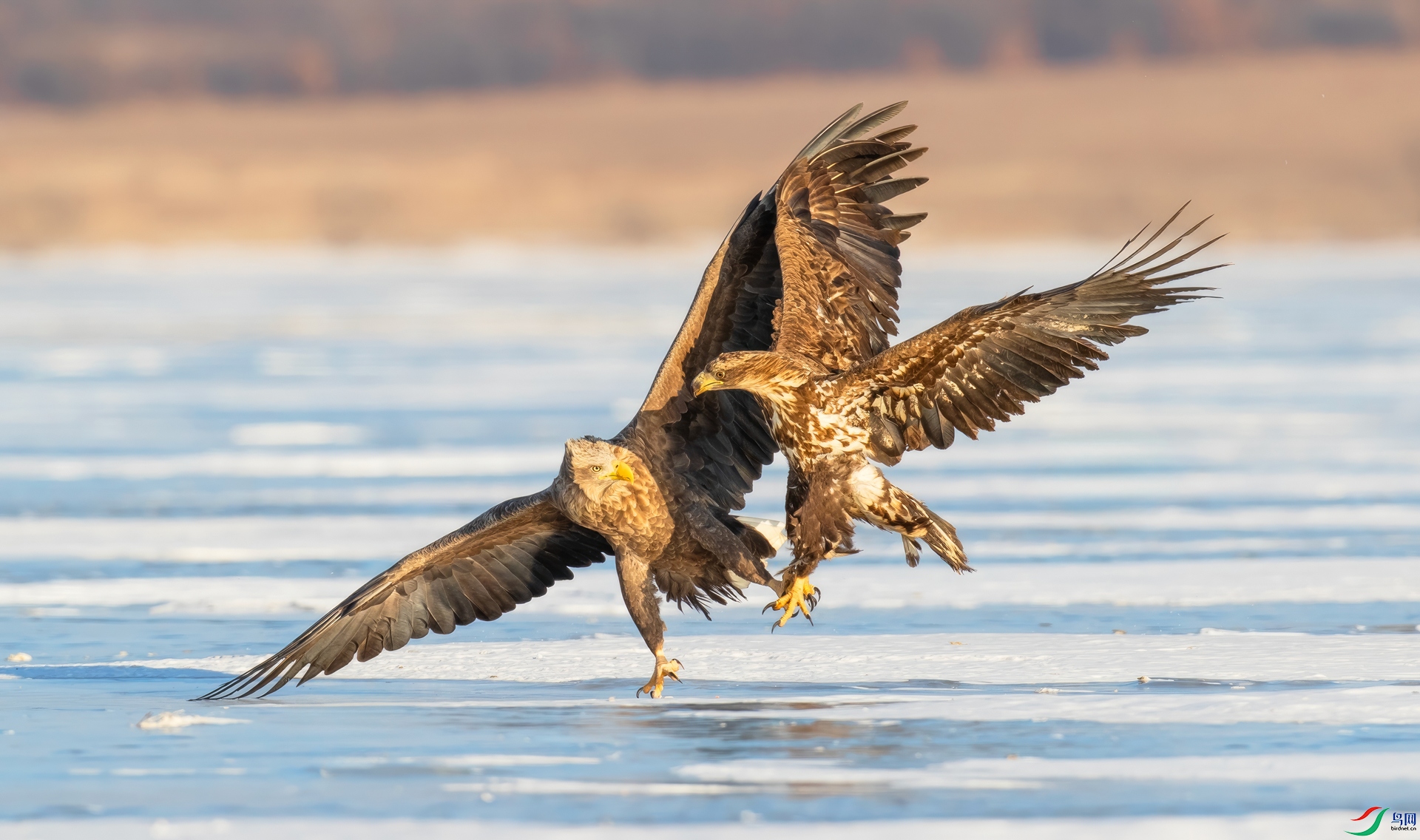 A06I6292-topaz-enhance.jpg