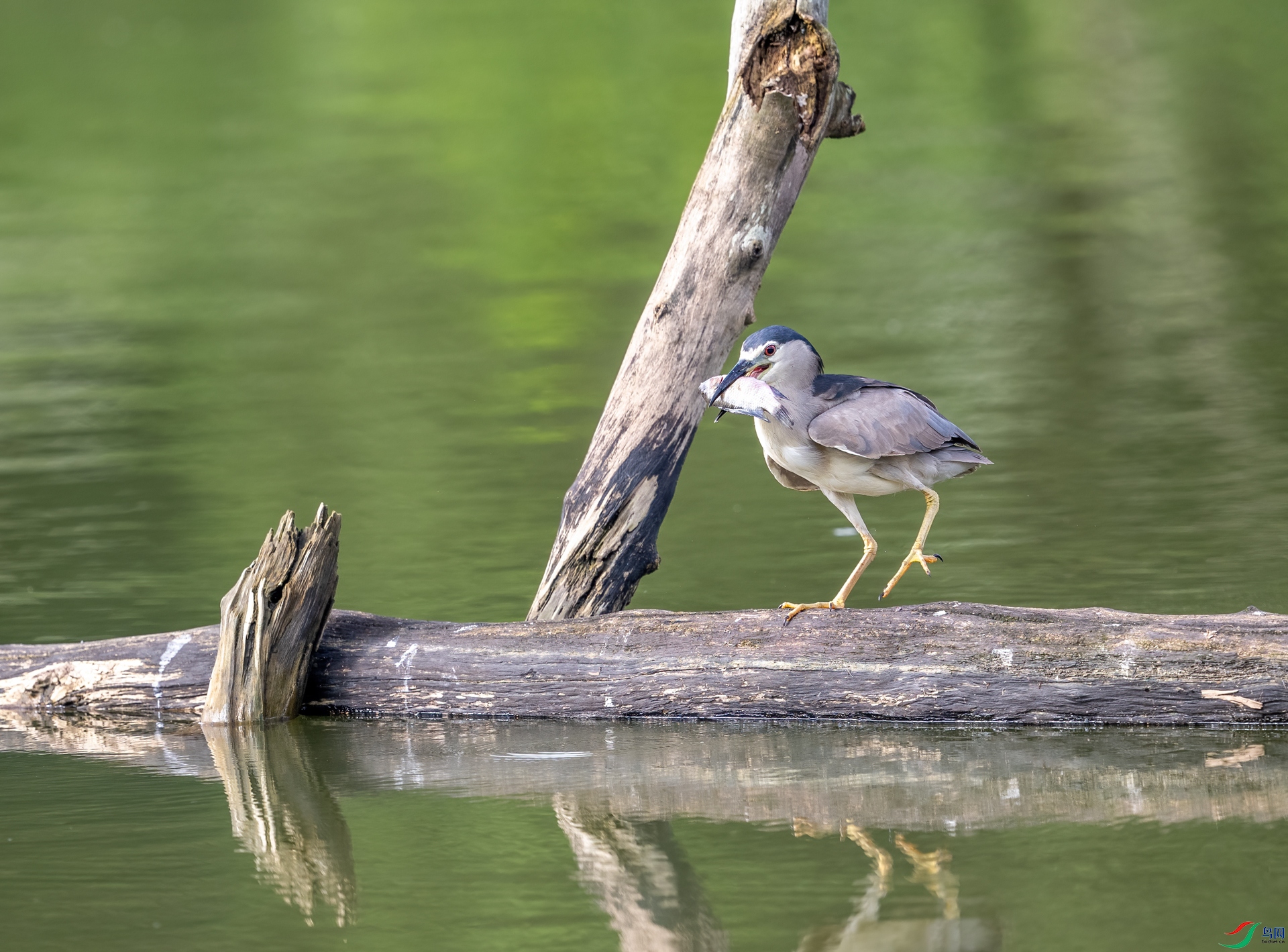 DSC_1168-1.jpg