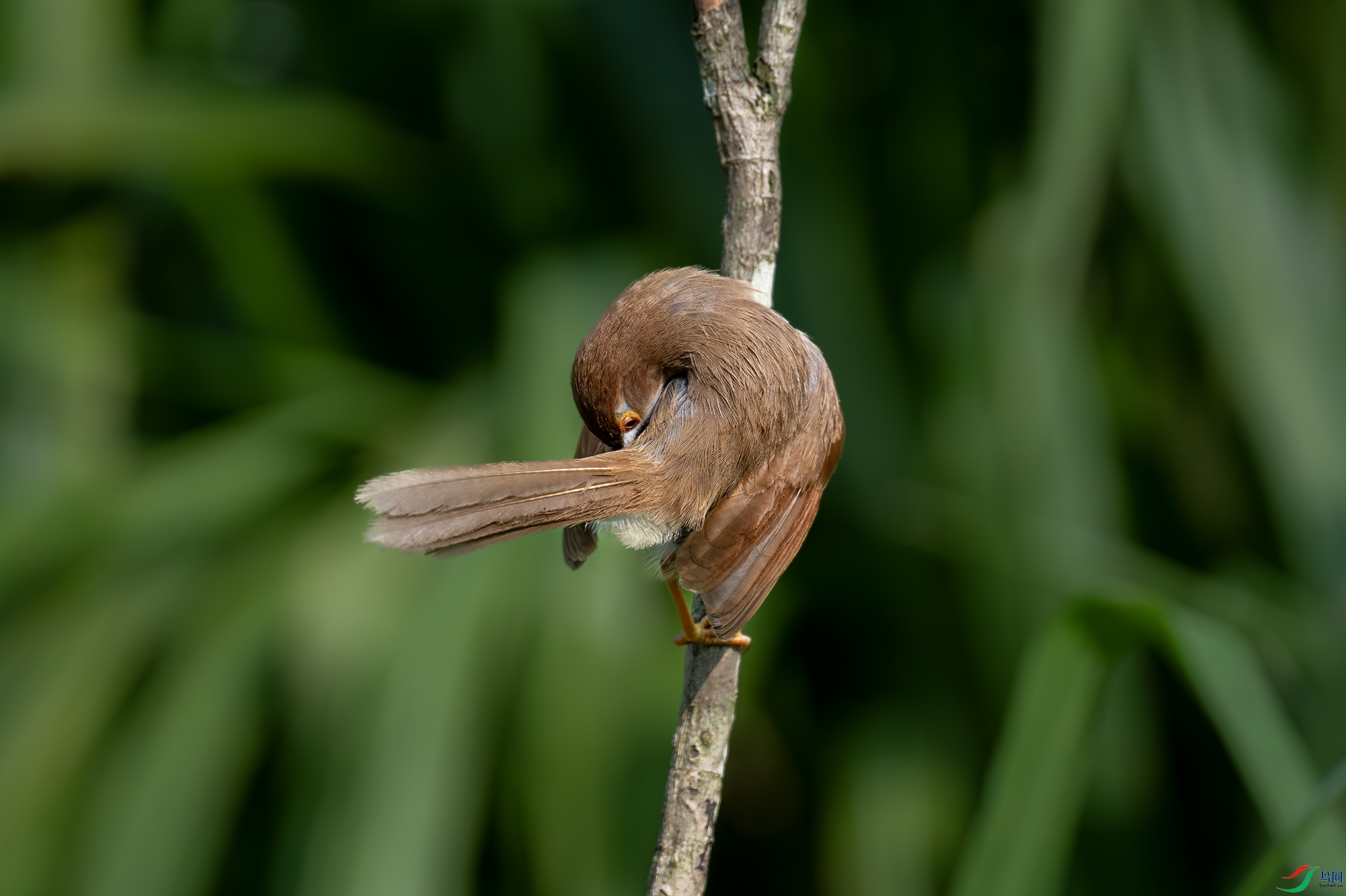DSC_9649-����ǿ-NR-1s.jpg