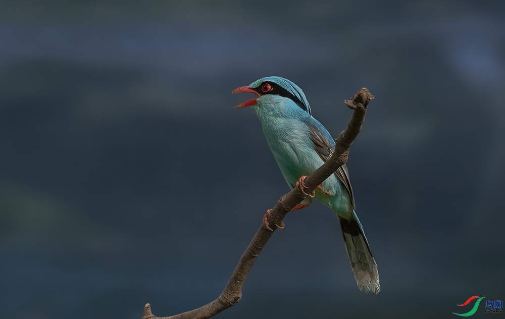 DSC_7003.jpg