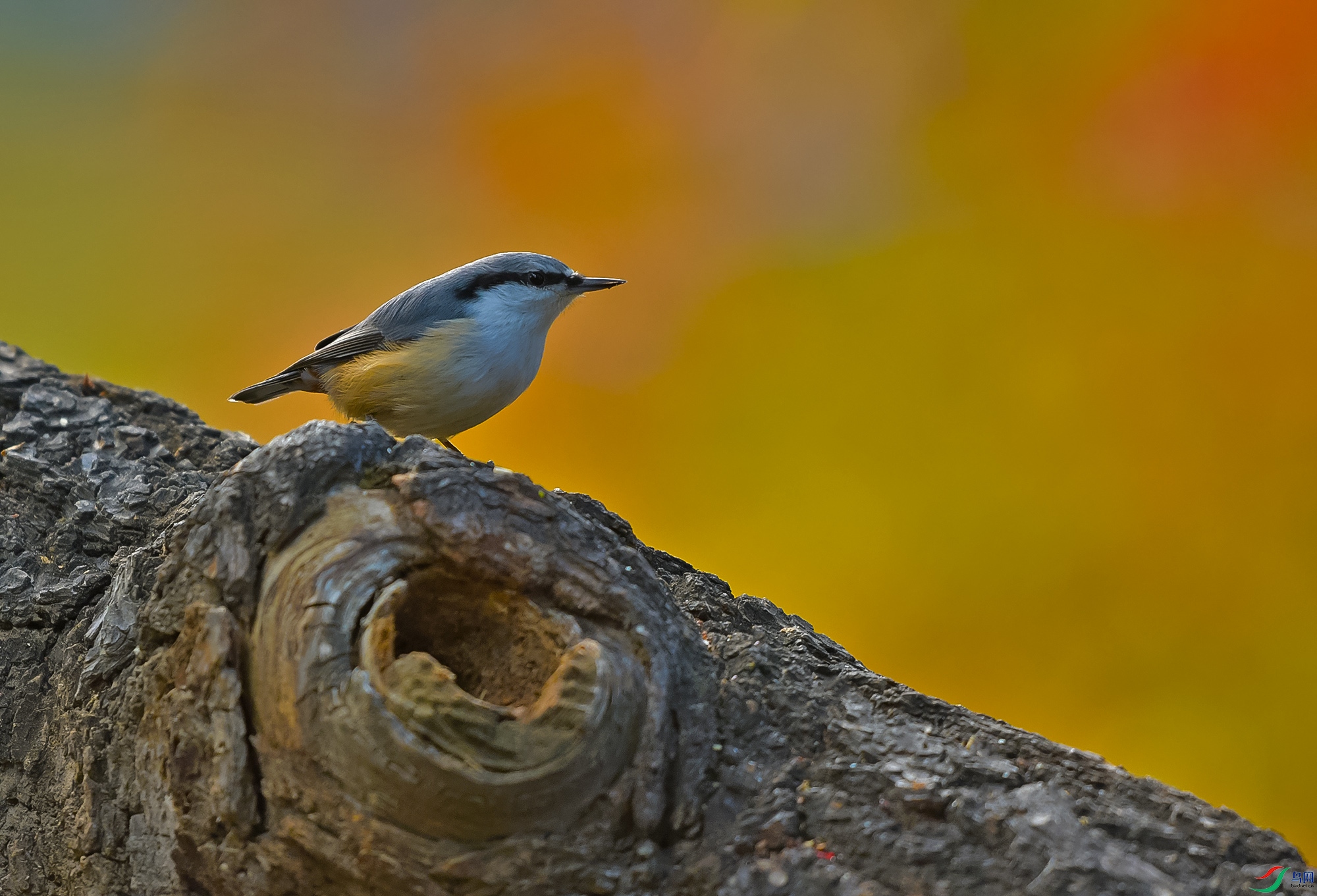 DSC_3237.JPG