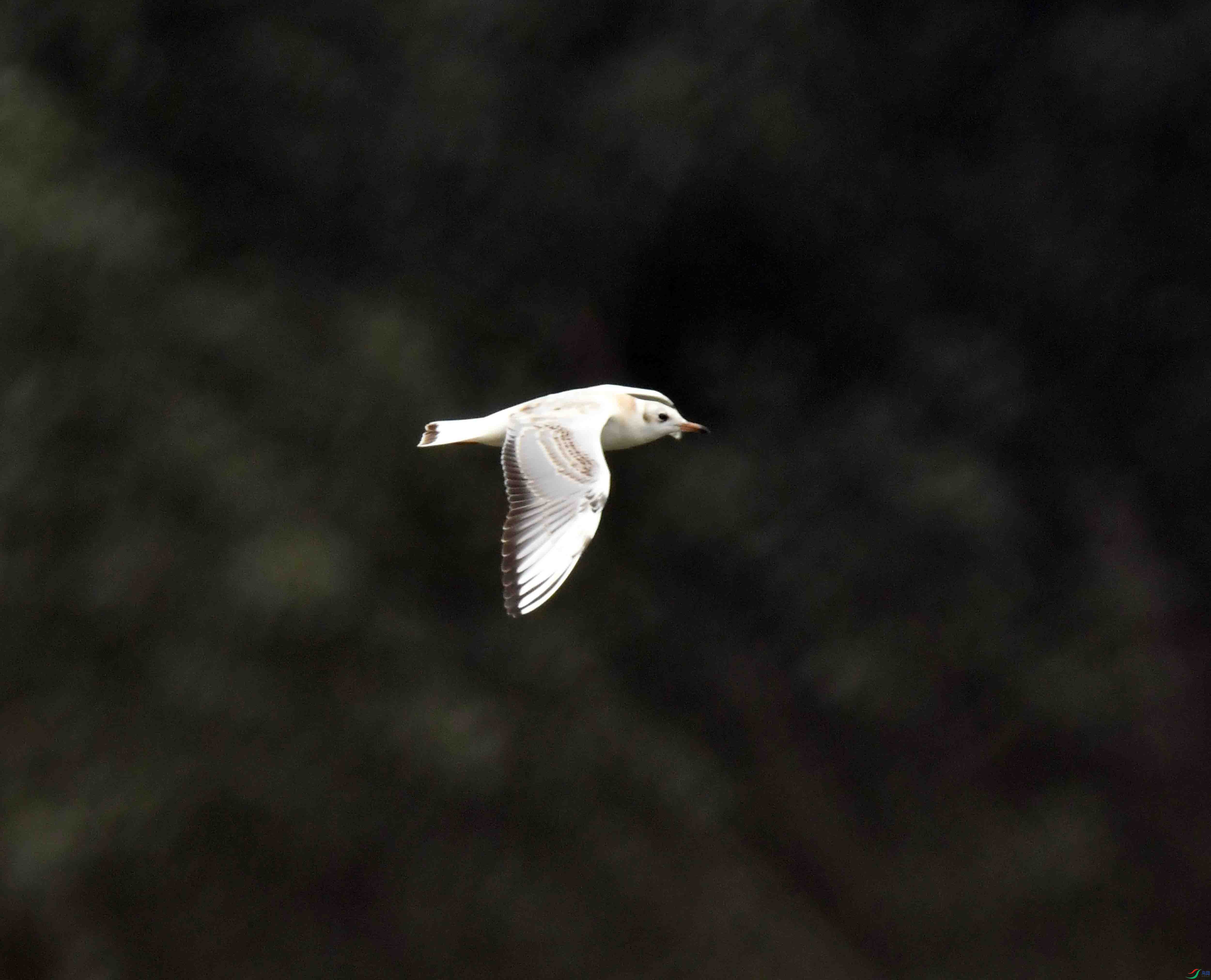 DSC_6905.JPG