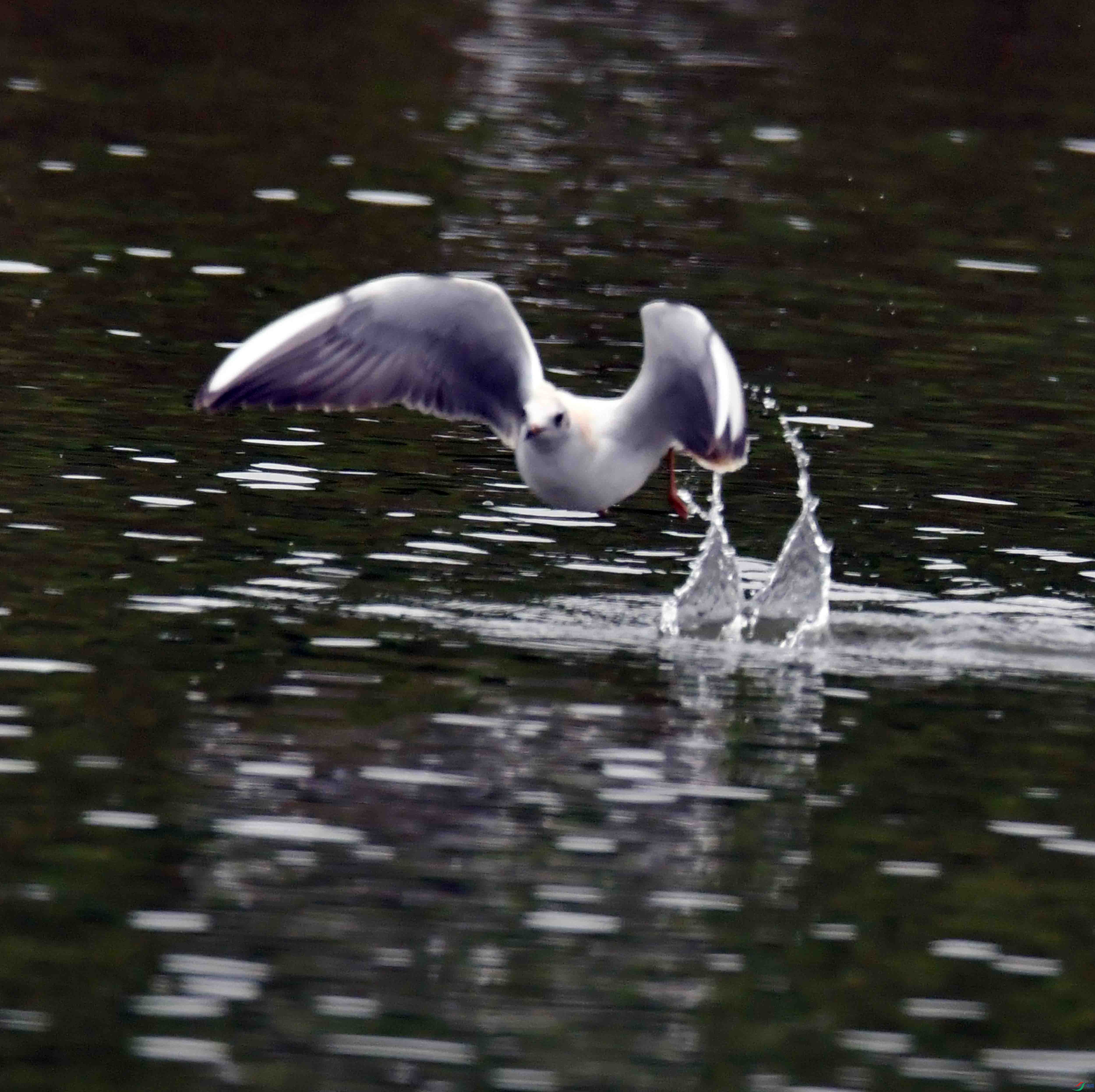 DSC_6922.JPG