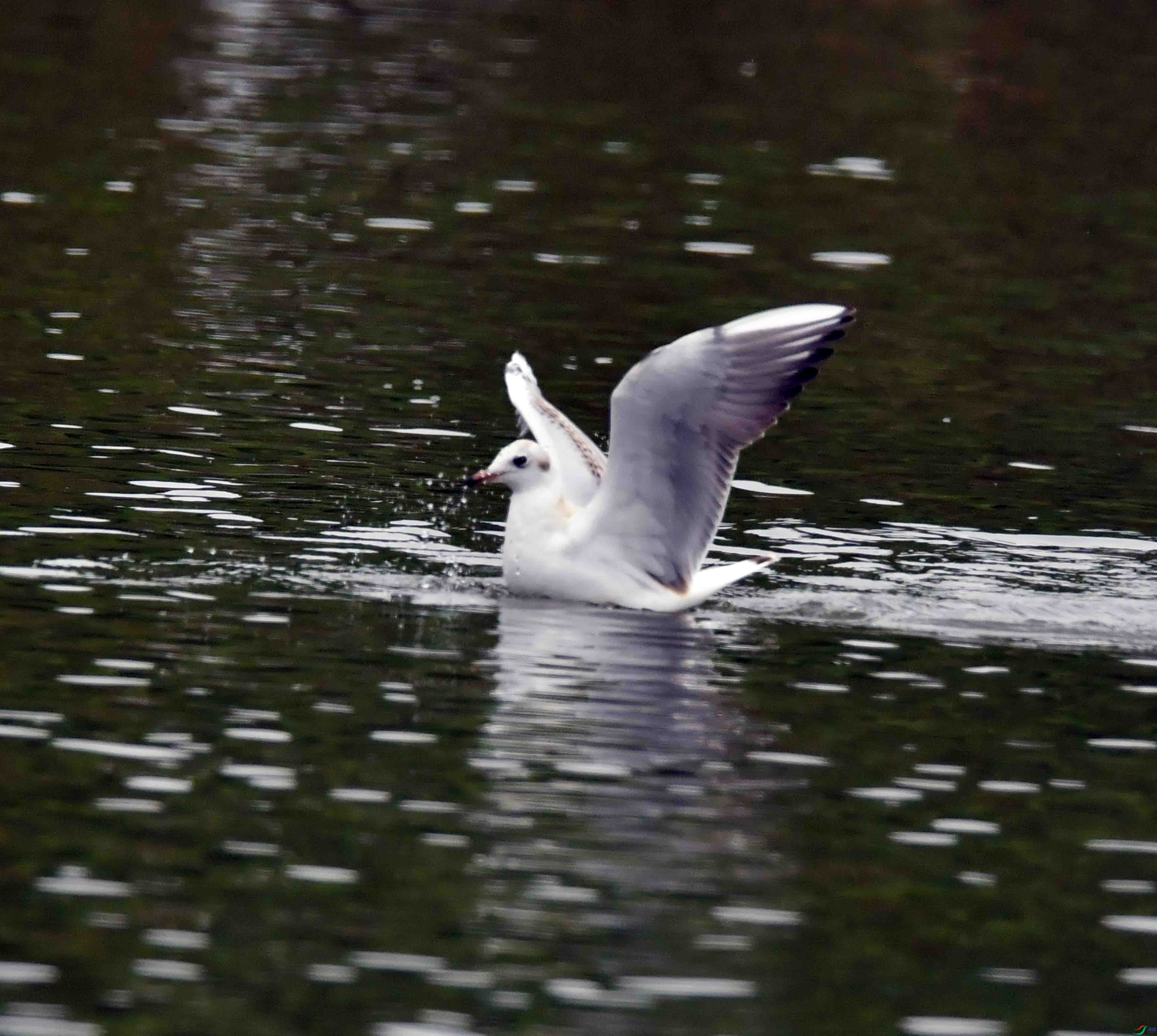 DSC_6920.JPG