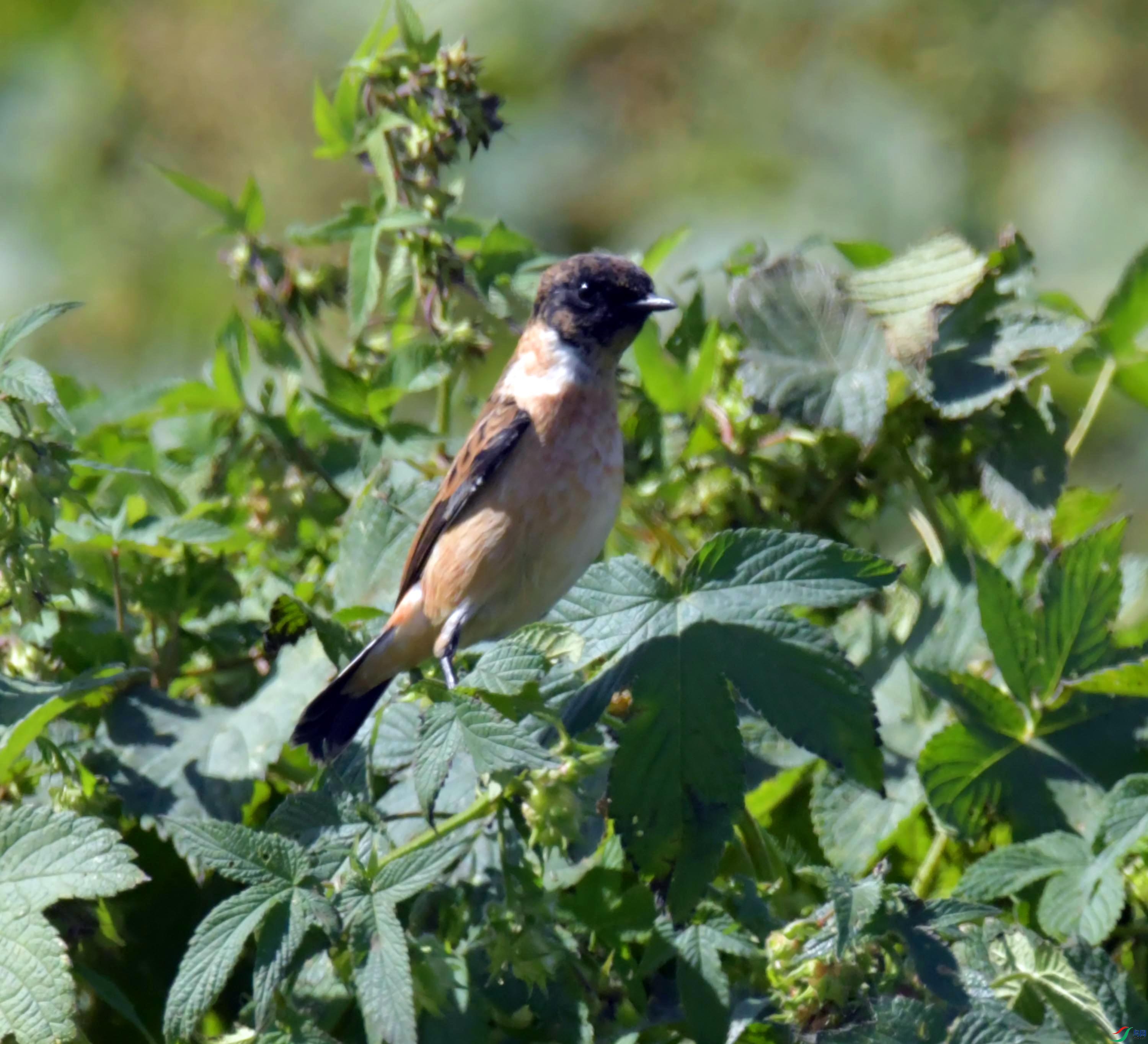 DSC_0122.JPG