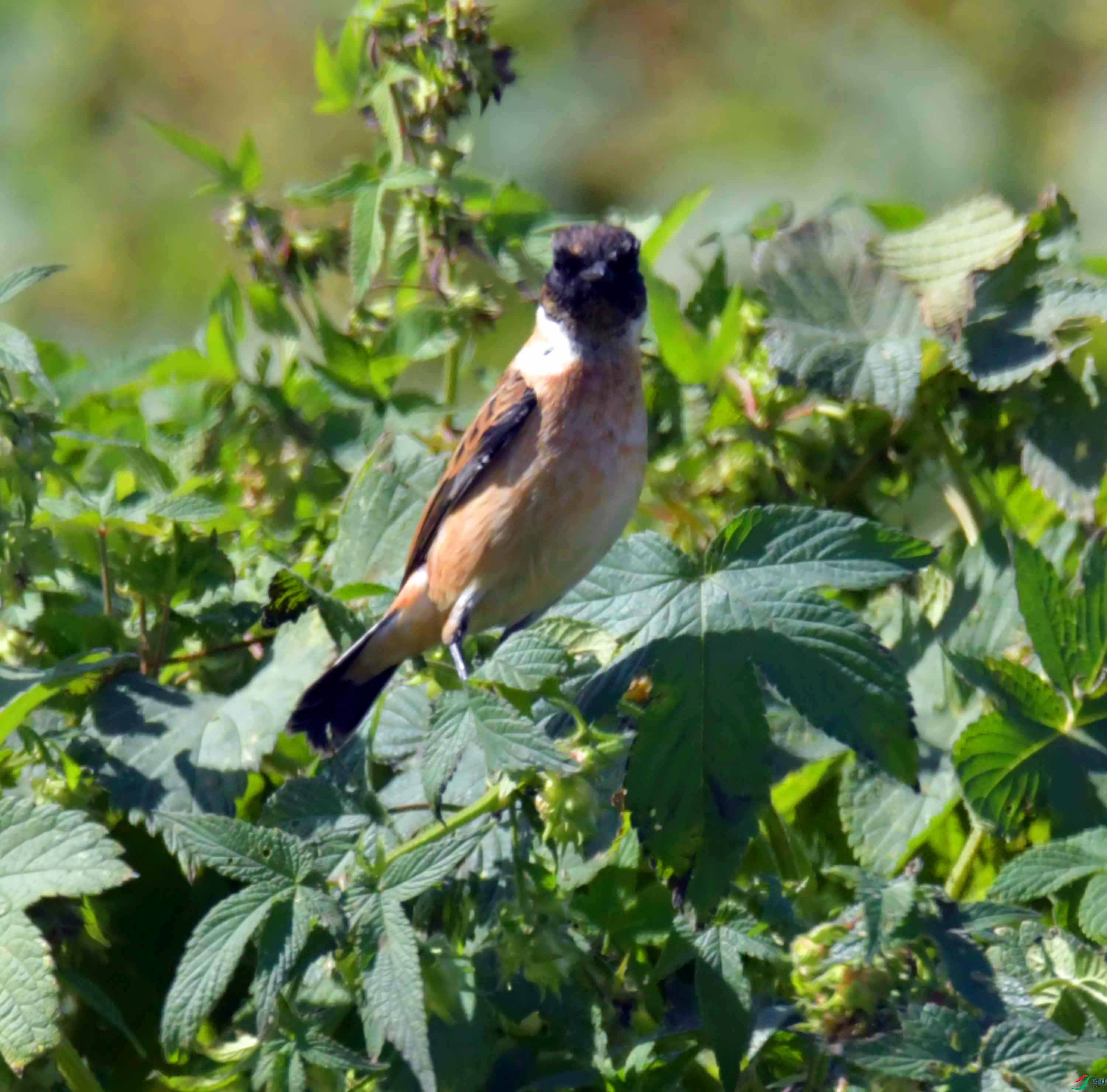 DSC_0123.JPG
