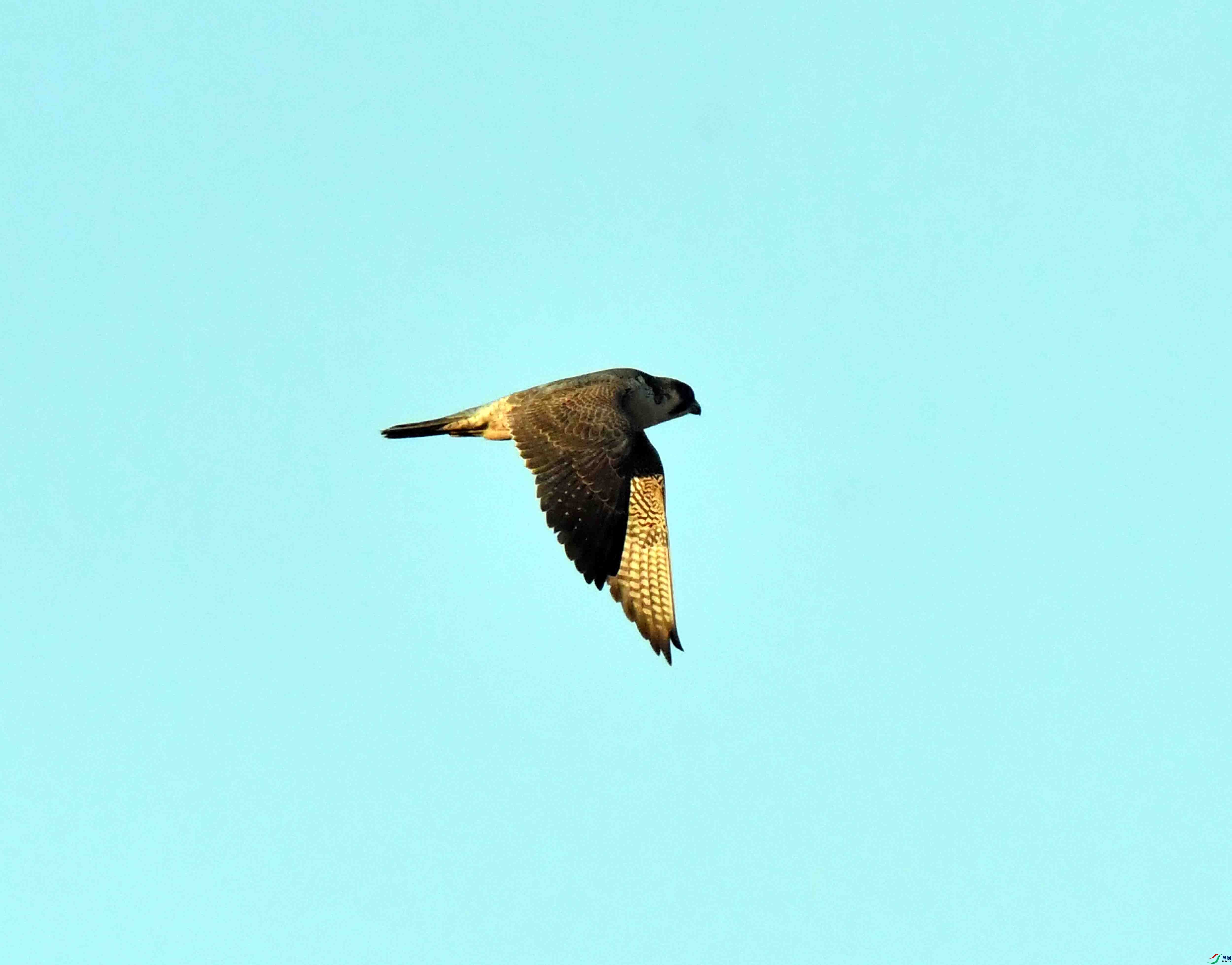 DSC_8952.JPG