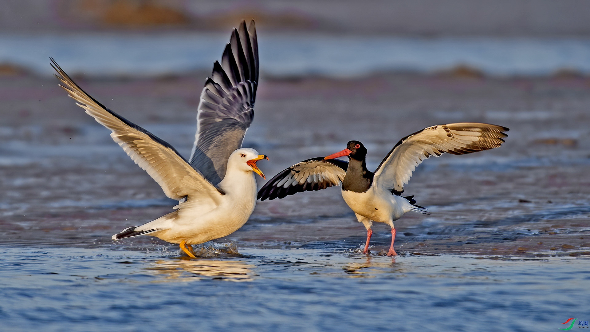 DSC_86nnn79.jpg