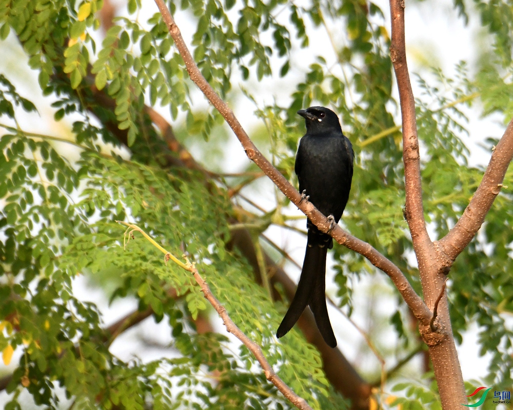 DSC_2087.jpg