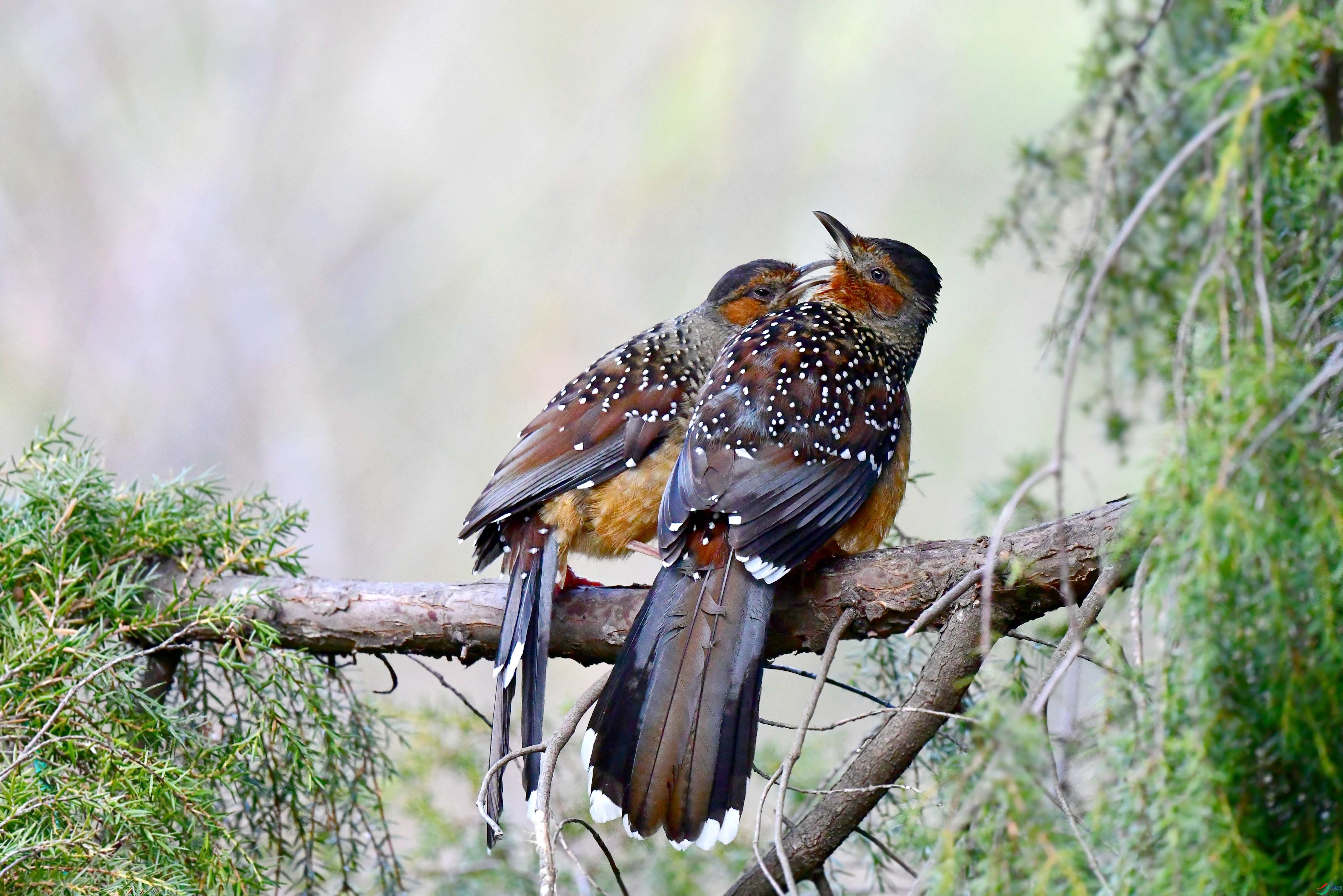 DSC_5435_conew6.jpg