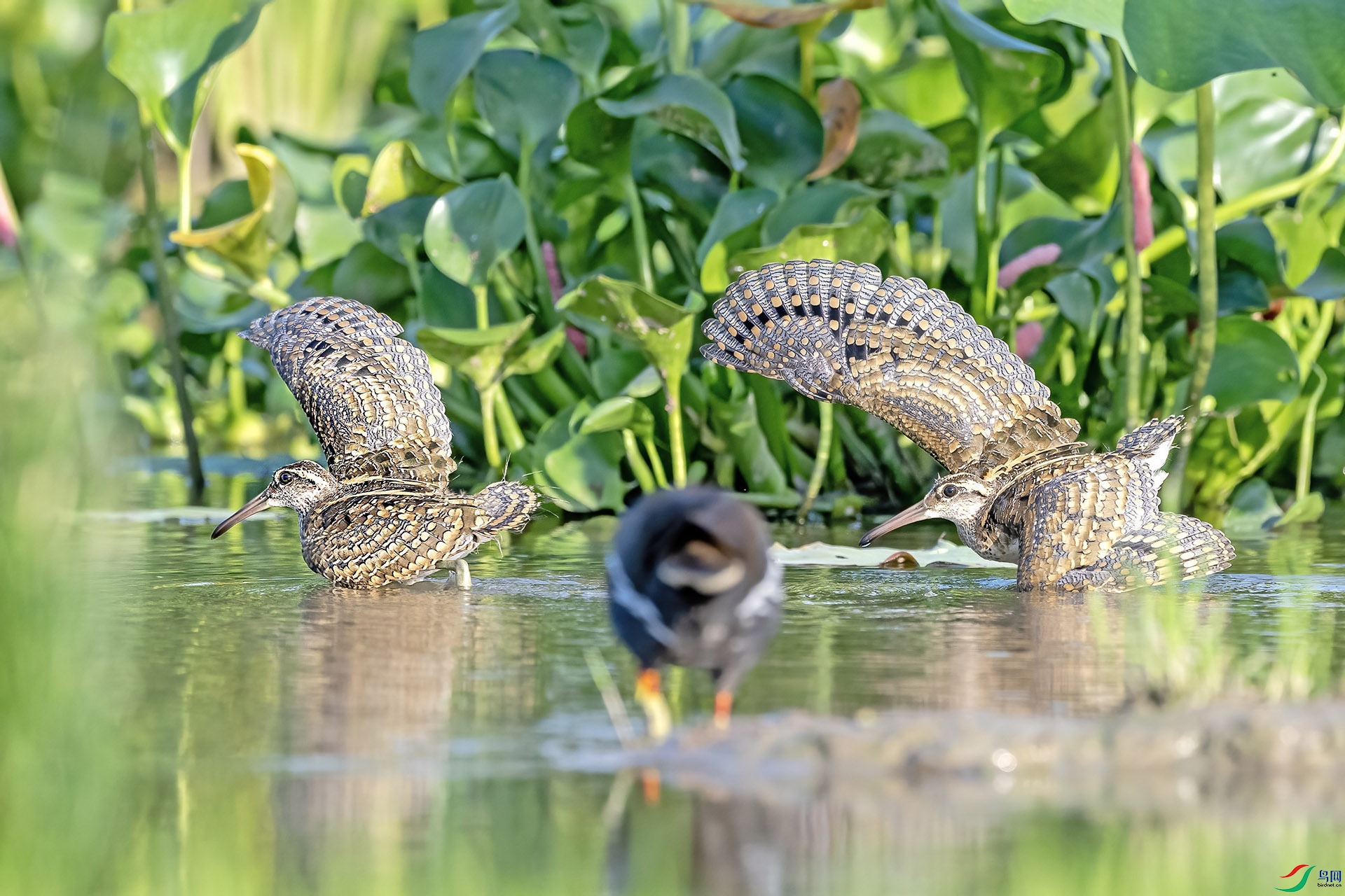 DSC_7943 ���� 2.jpg