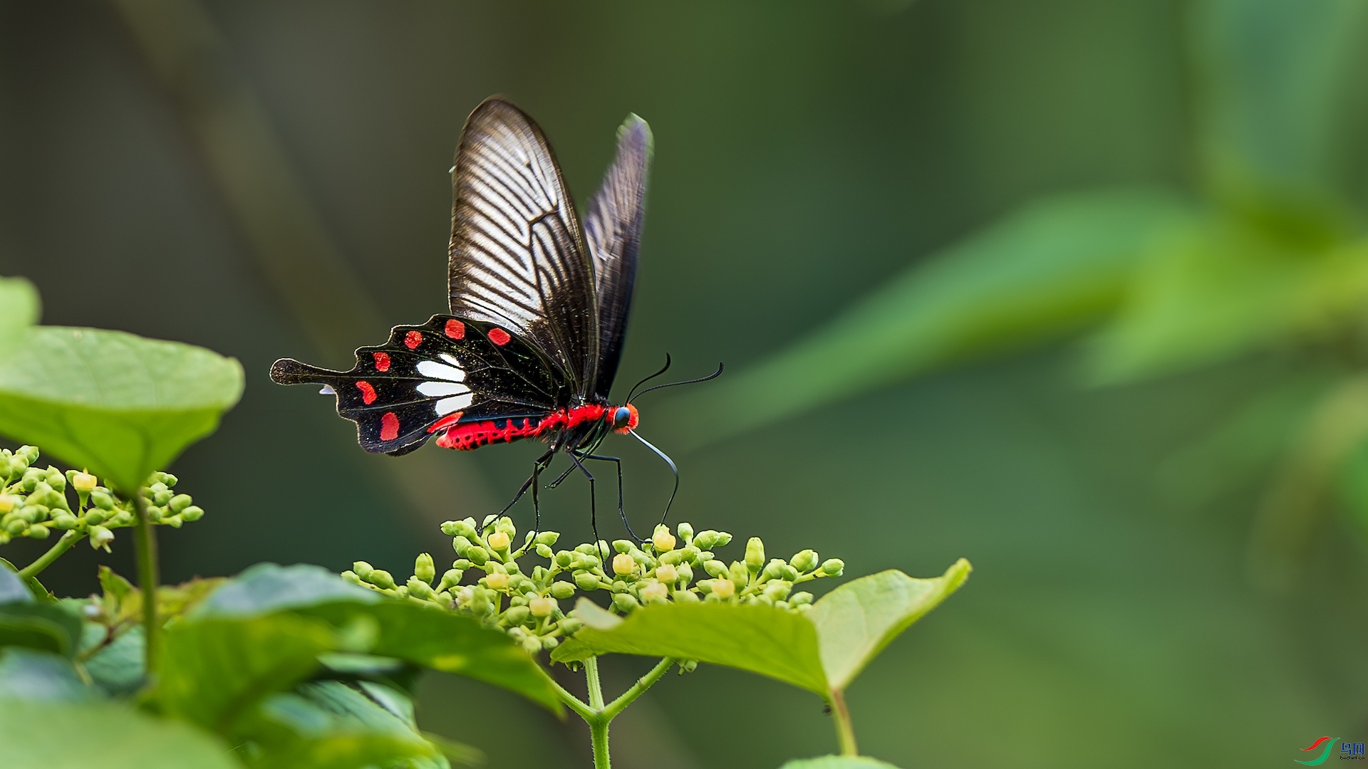 1_XXL2996-����ǿ-NR ����.jpeg