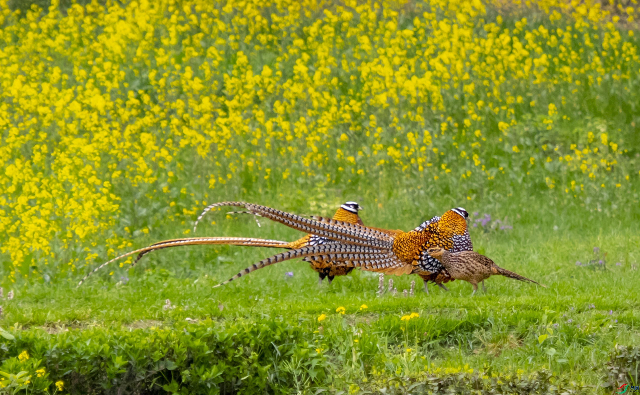 DSC_7140�׹ڳ�β��.JPG