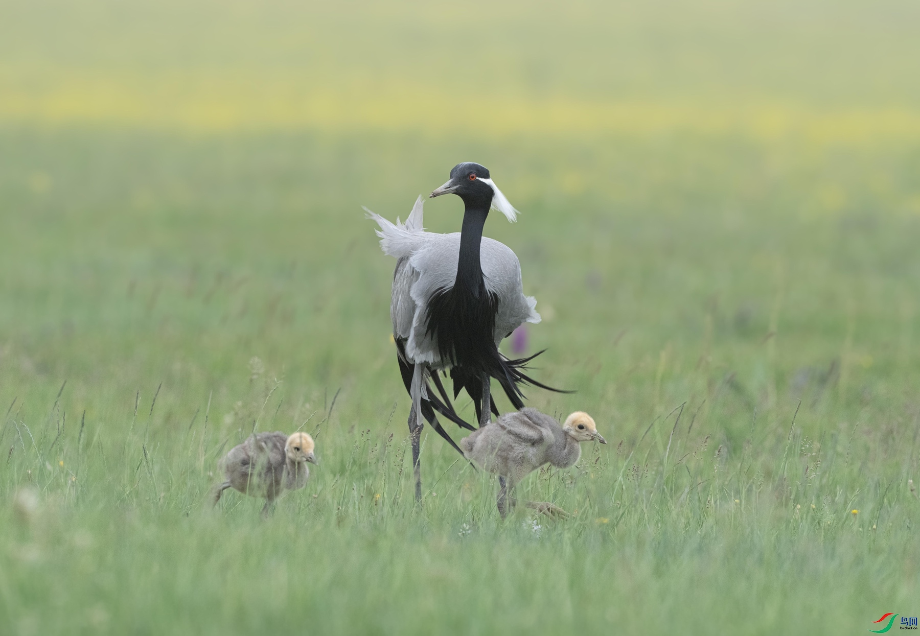 DSC00531 ����_����.jpg