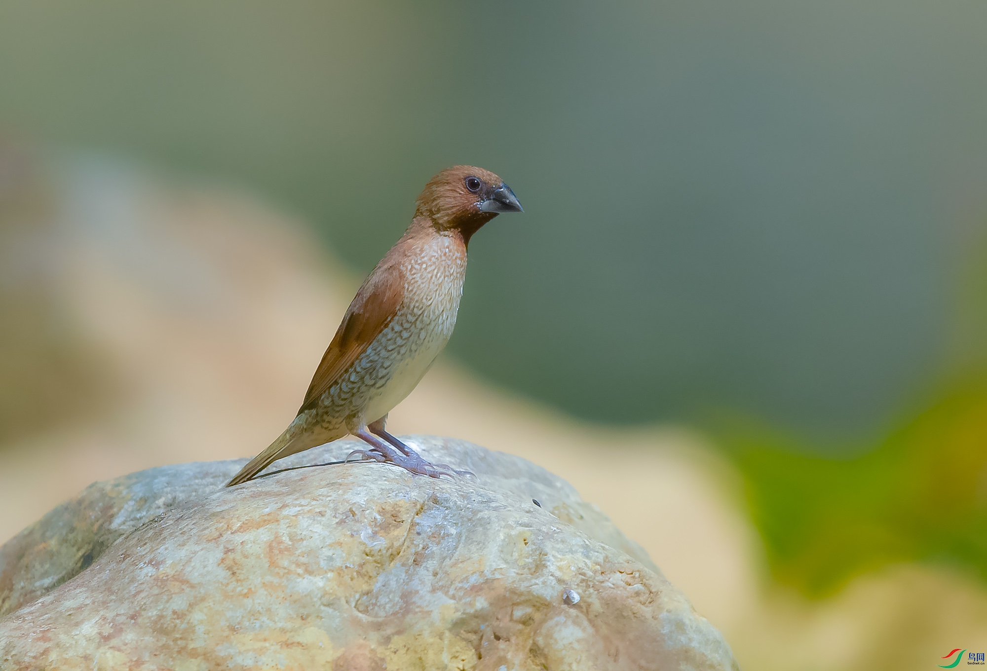 DSC_5010.JPG