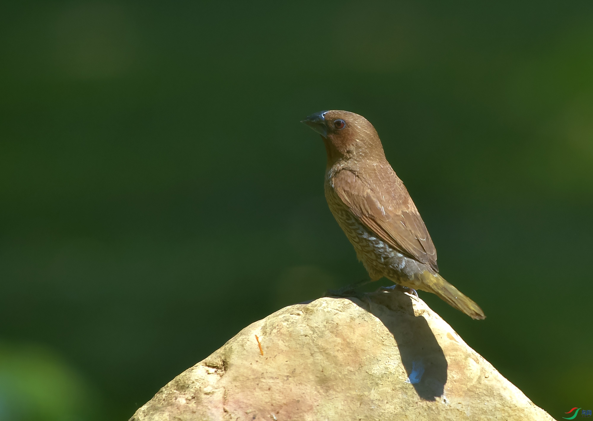 DSC_5050.JPG