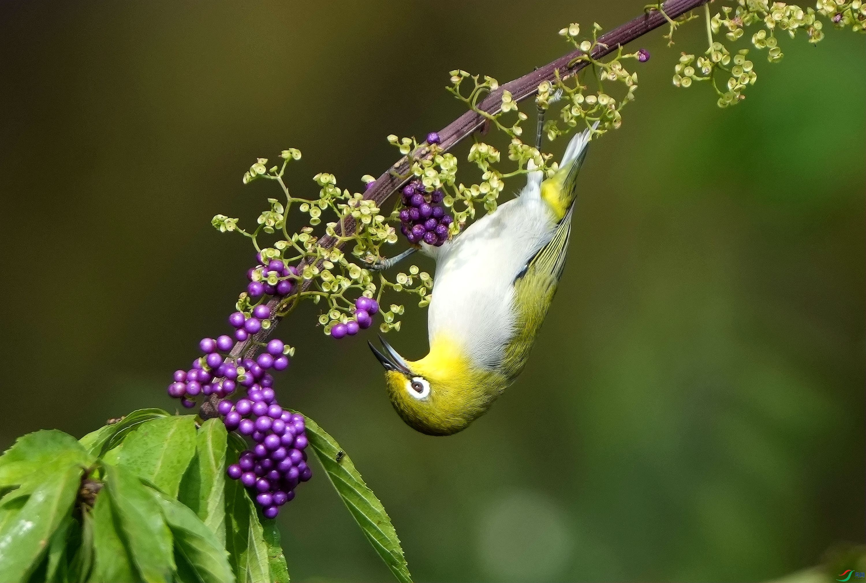 ���ҽ�ʳ�Ϲ�DSC07021_����.jpg